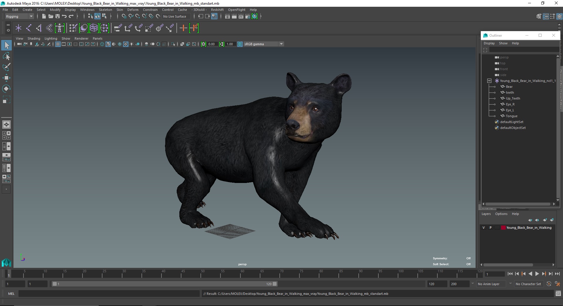 Young Black Bear in Walking 3D