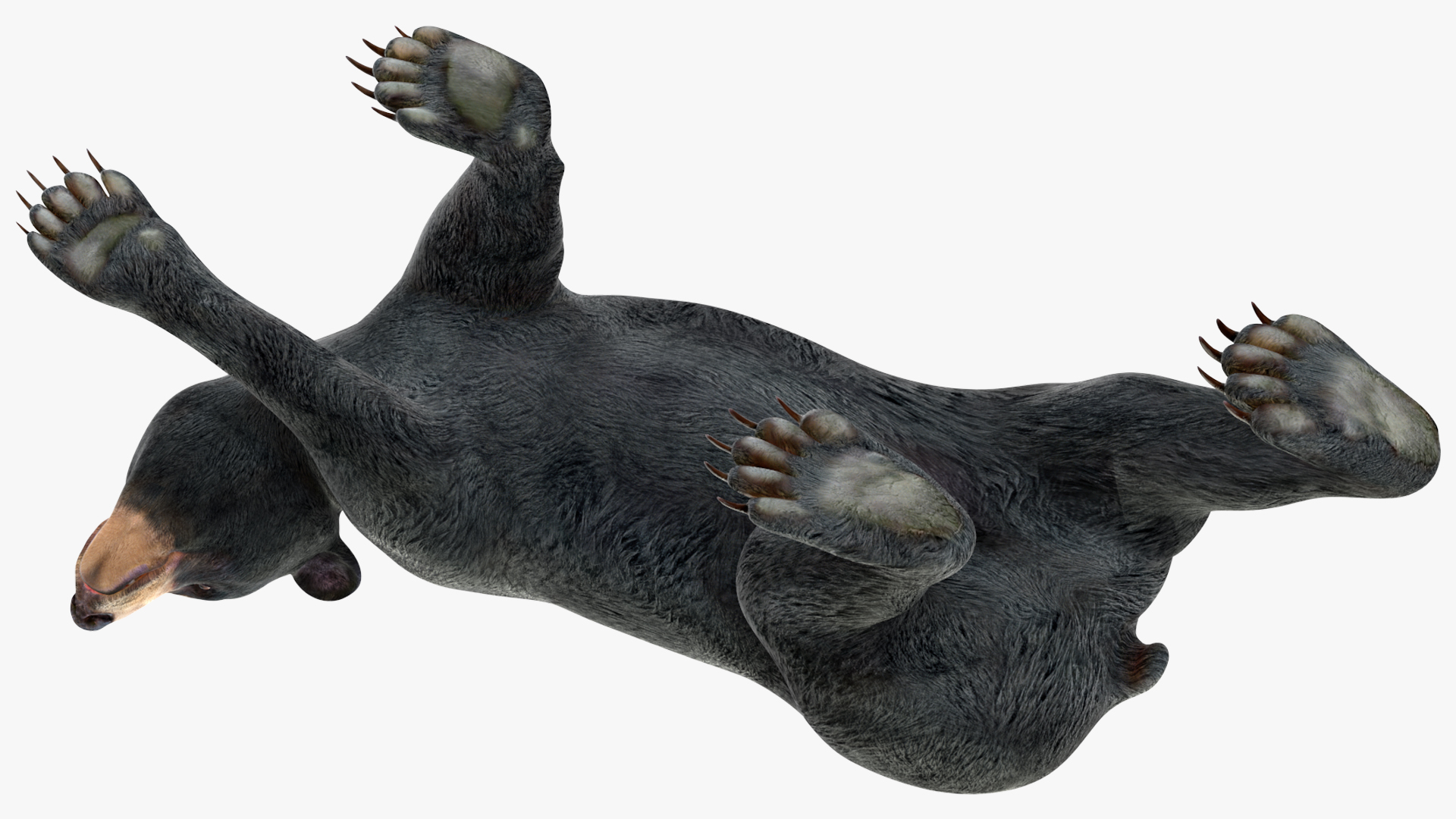 Young Black Bear in Walking 3D