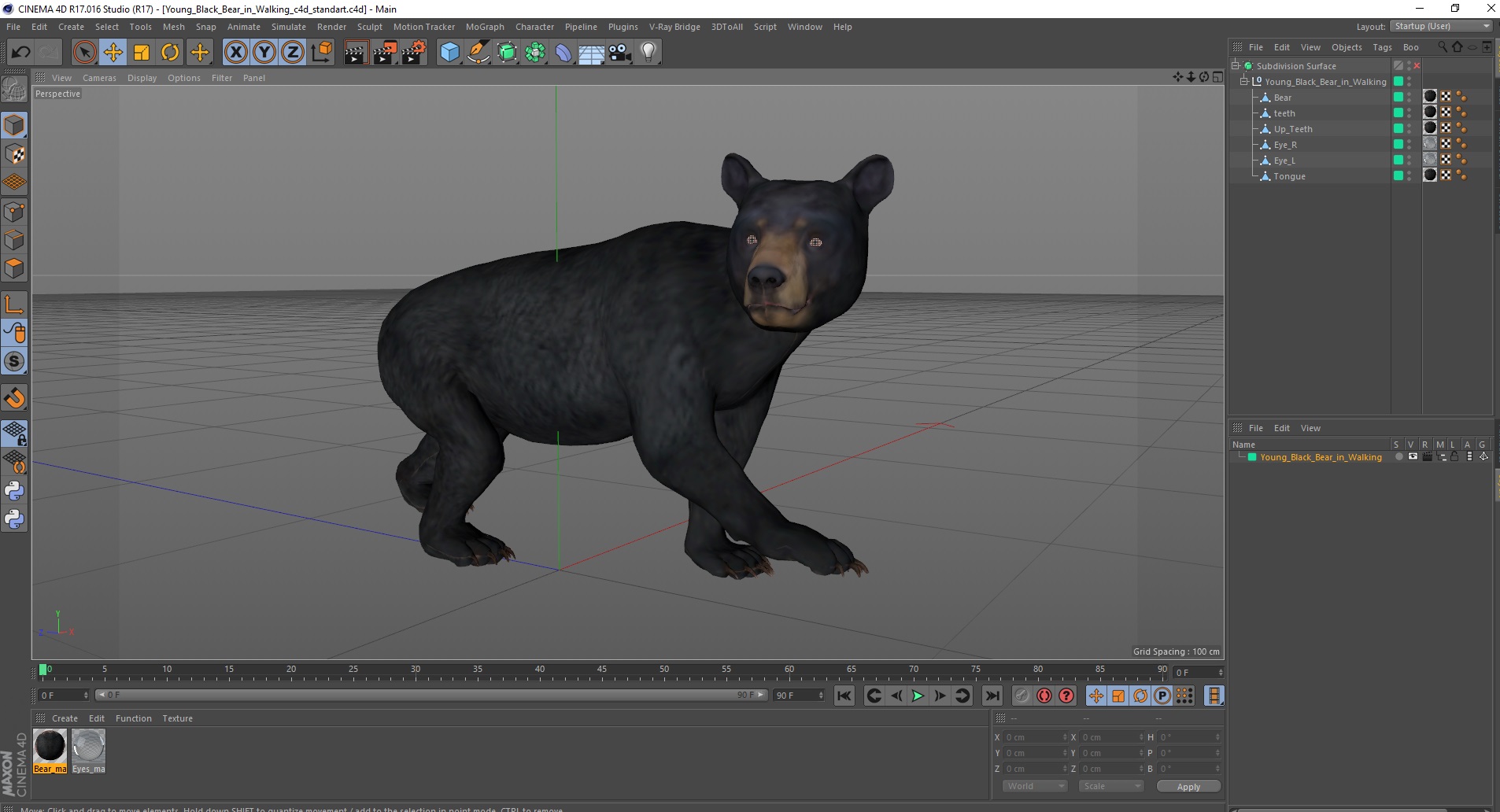 Young Black Bear in Walking 3D