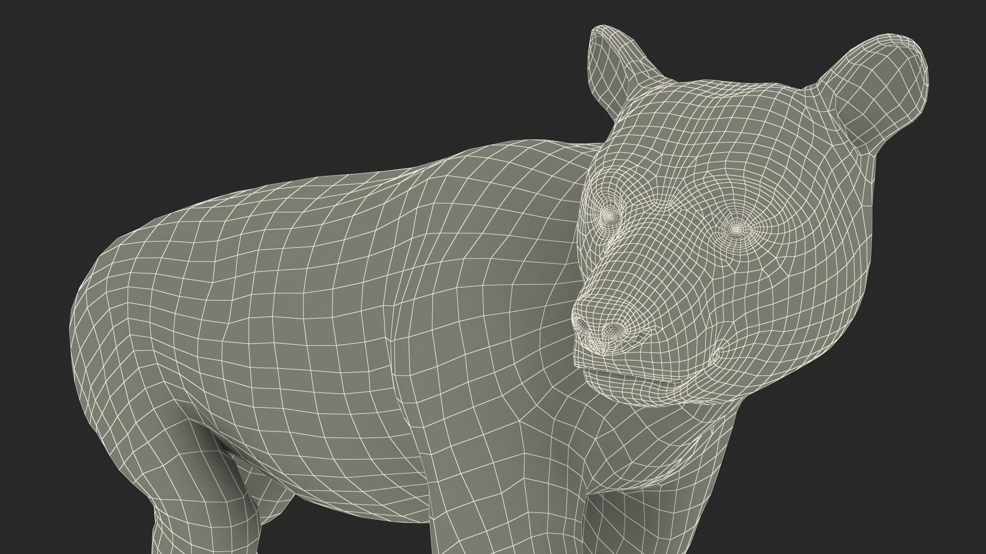 Young Black Bear in Walking 3D