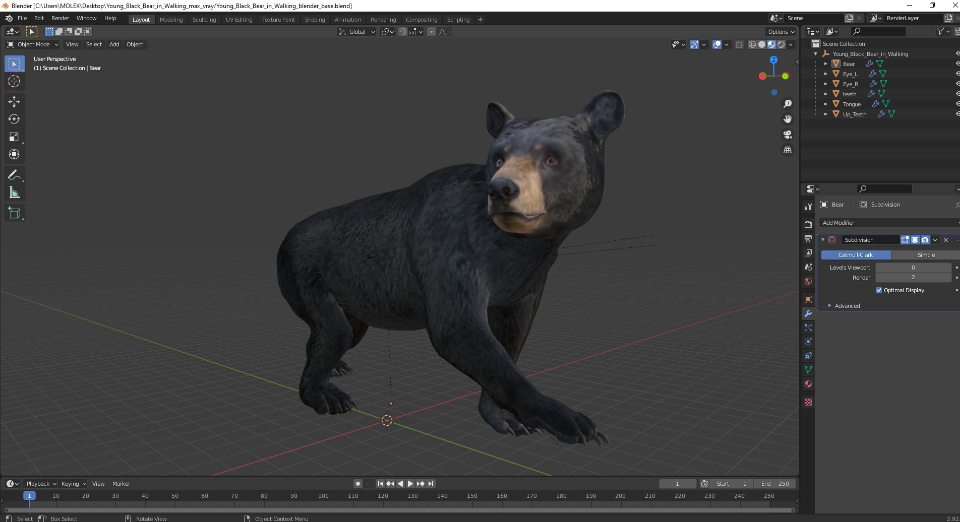 Young Black Bear in Walking 3D