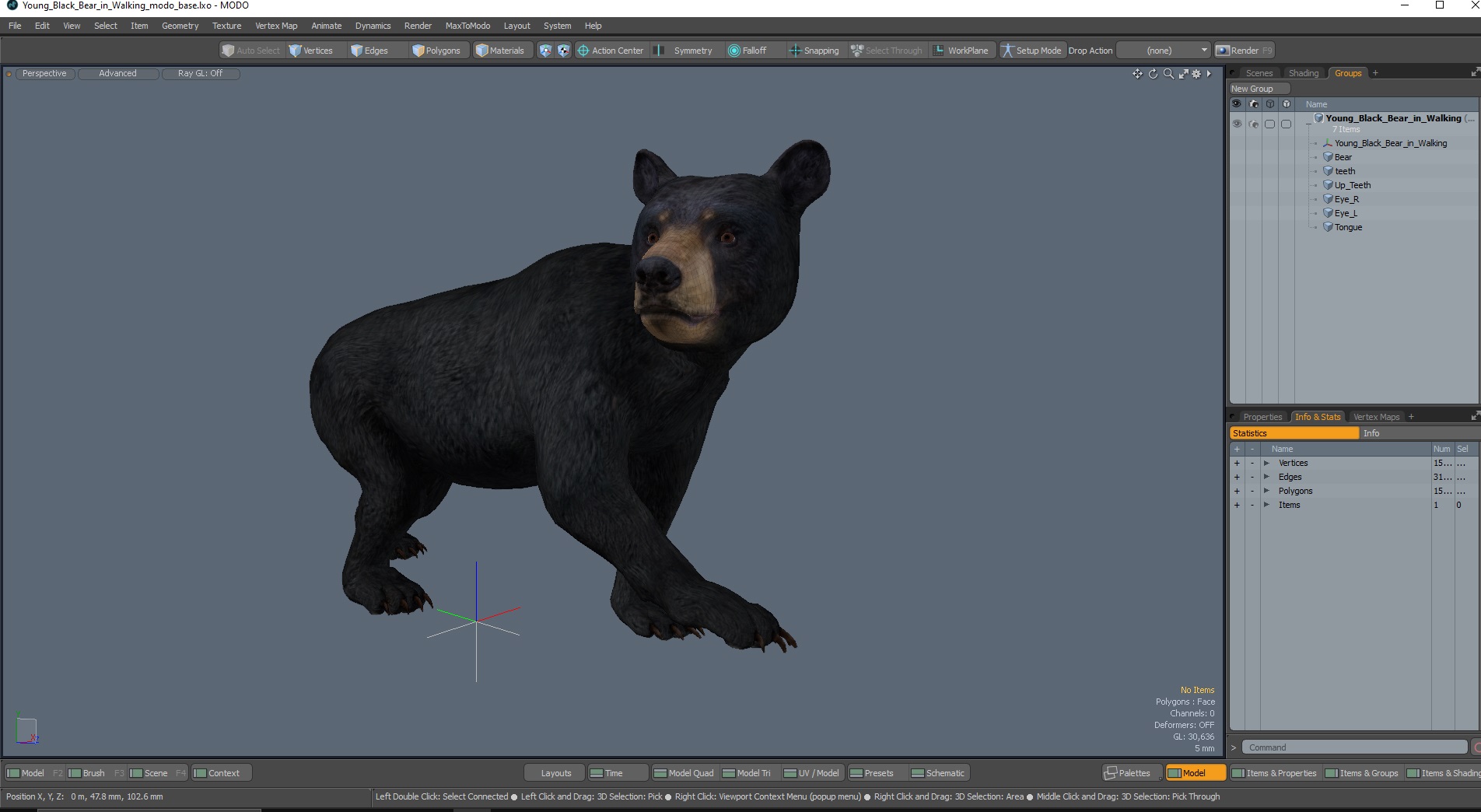 Young Black Bear in Walking 3D