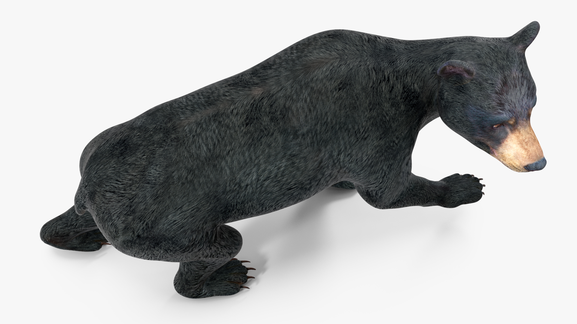 Young Black Bear in Walking 3D