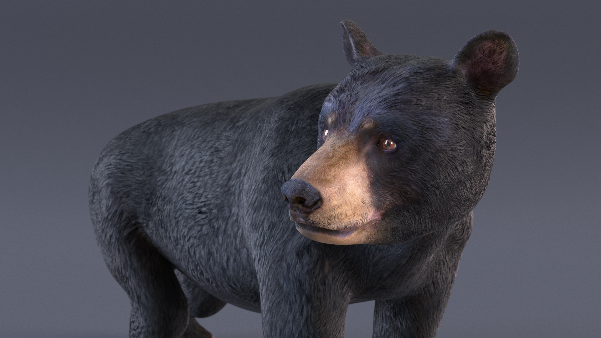 Young Black Bear in Walking 3D