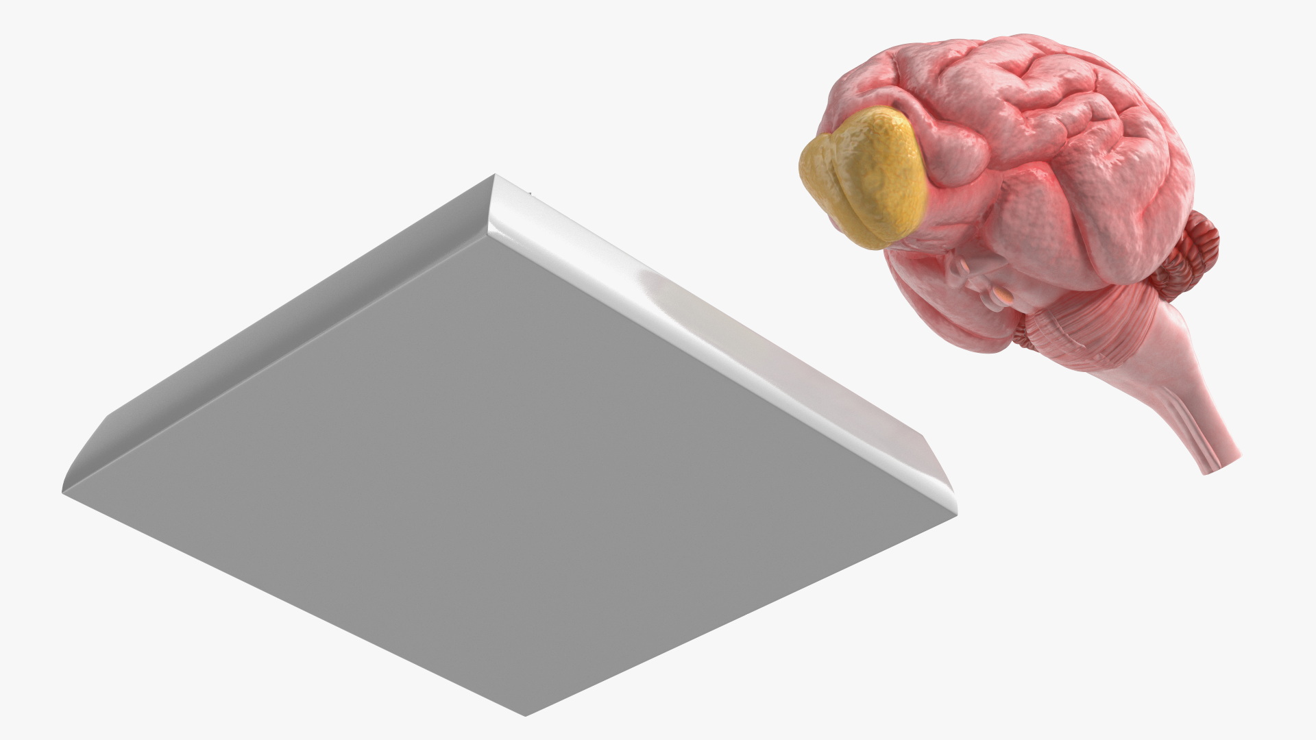 Dog Brain Structure Display Model on Base, view 6