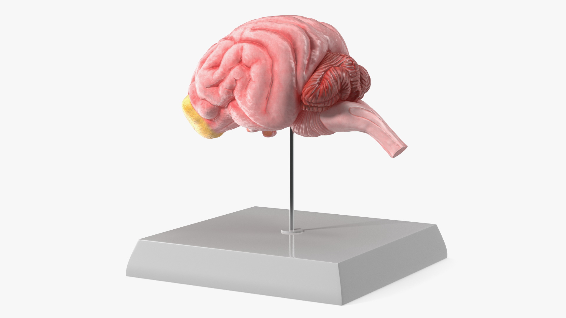 Dog Brain Structure Display Model on Base
