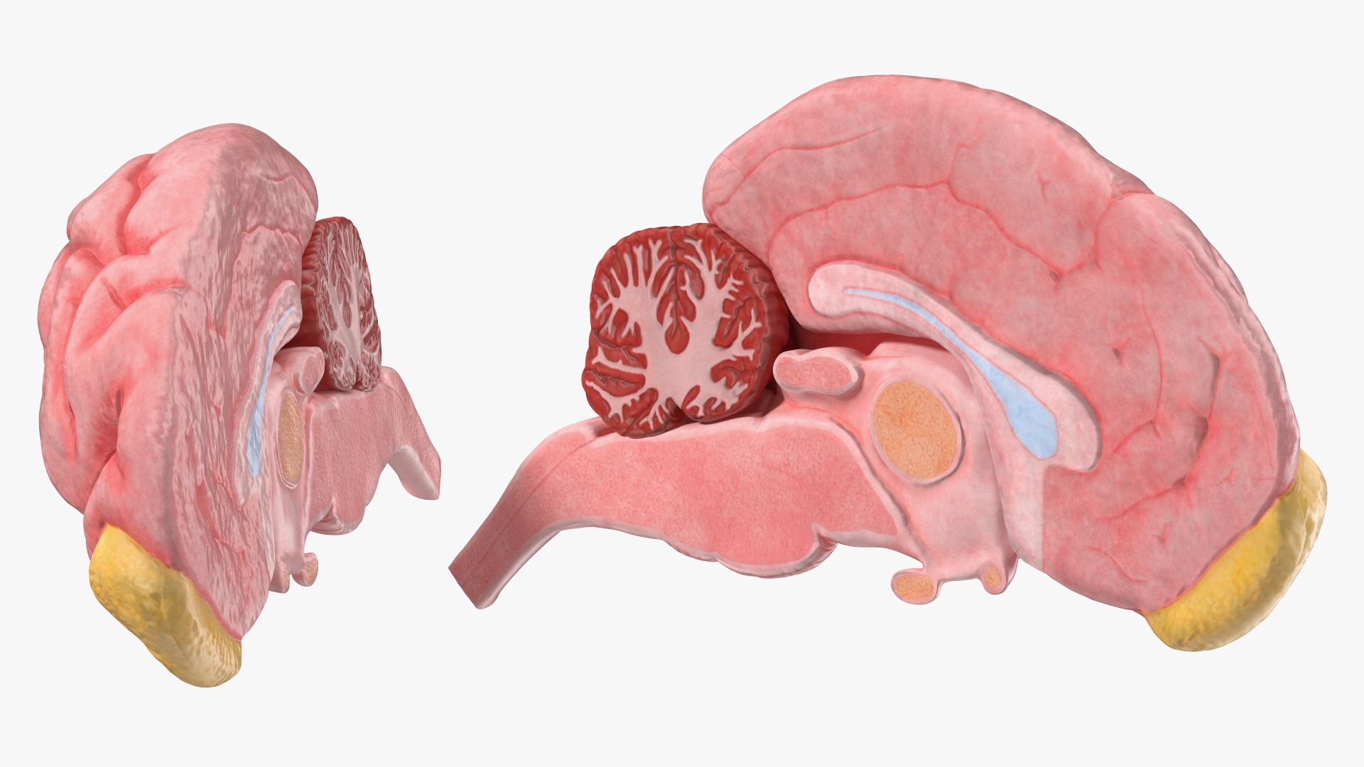 Dog Brain Structure Display Model on Base, view 8