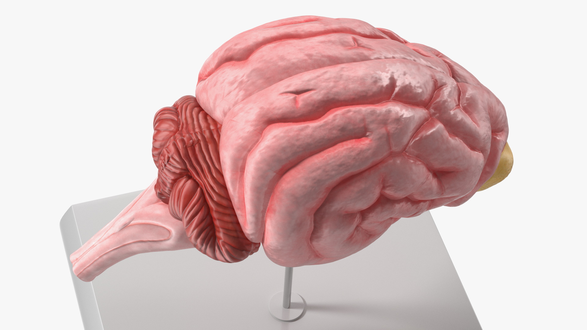 Dog Brain Structure Display Model on Base, view 5