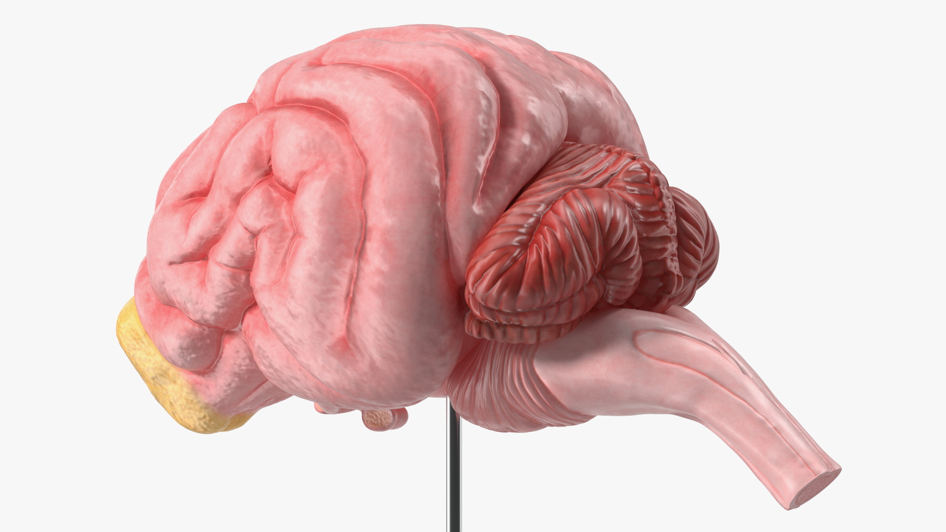 Dog Brain Structure Display Model on Base, view 4