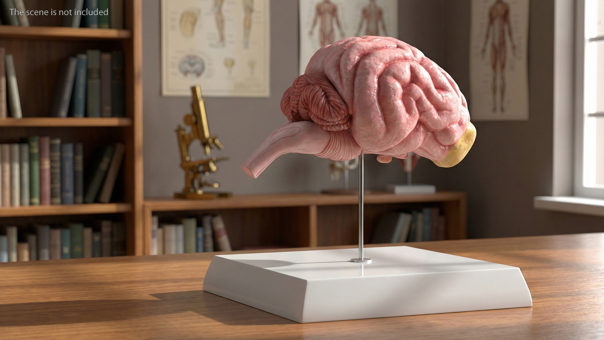 Dog Brain Structure Display Model on Base, view 2