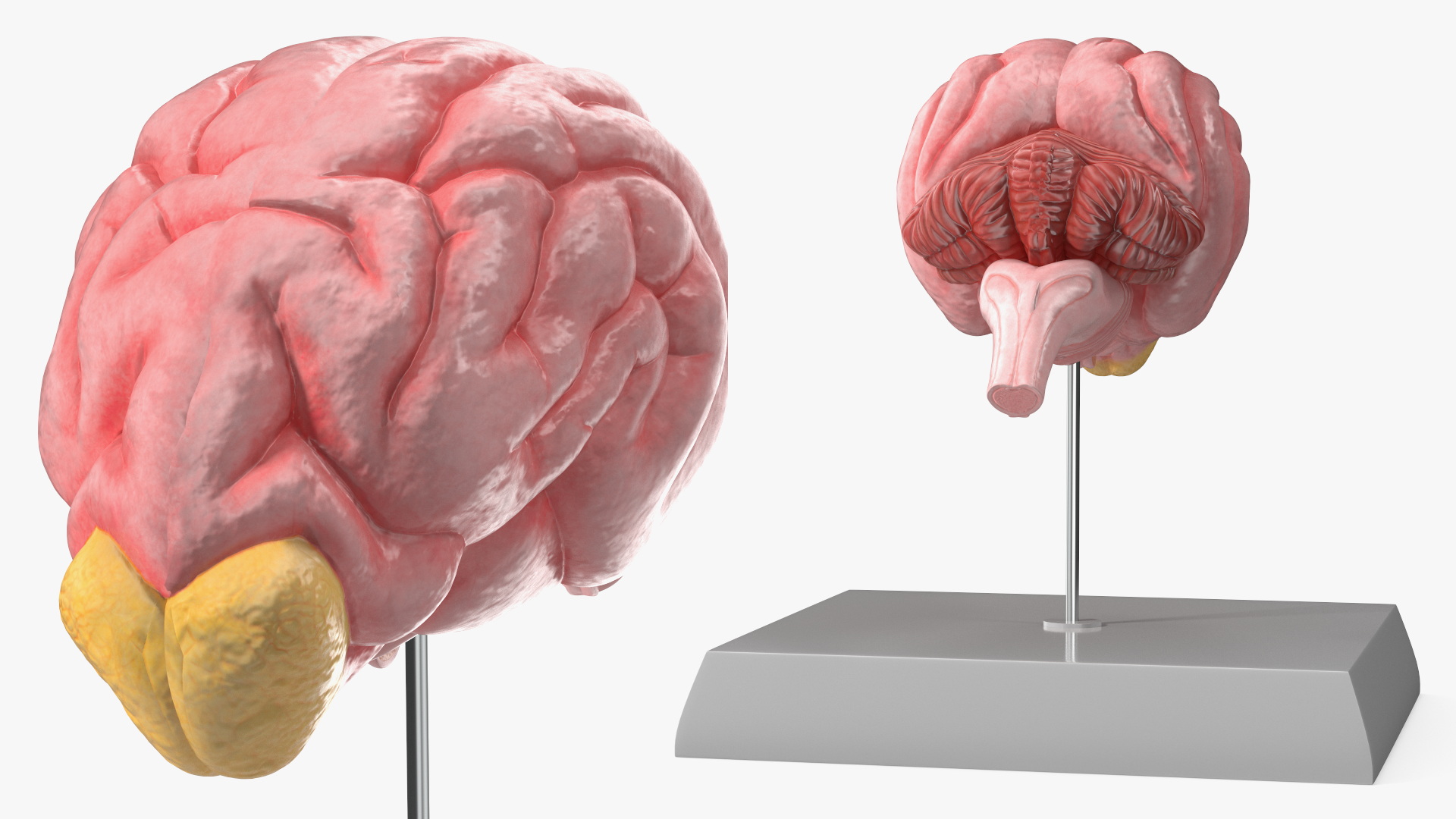 Dog Brain Structure Display Model on Base, view 3