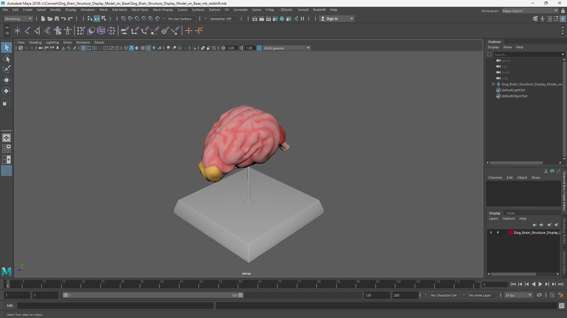 Dog Brain Structure Display Model on Base, view 10