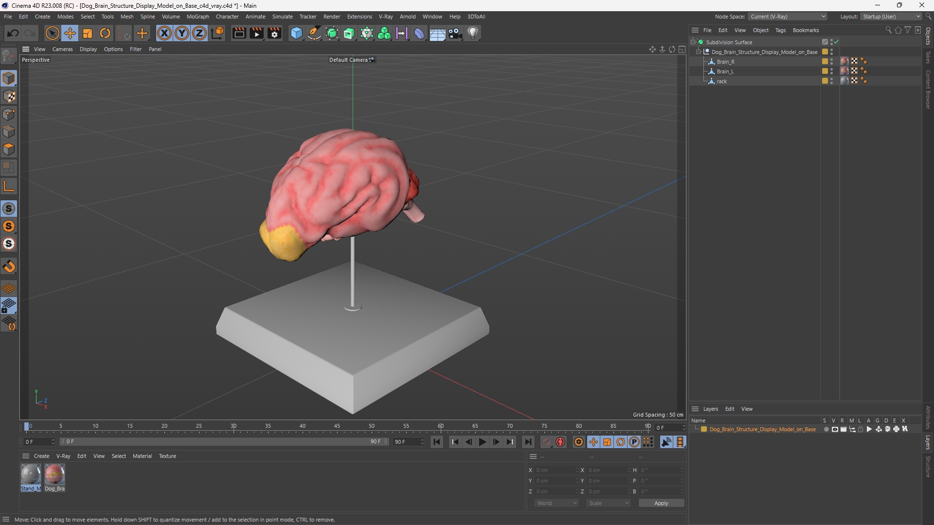 Dog Brain Structure Display Model on Base, view 11