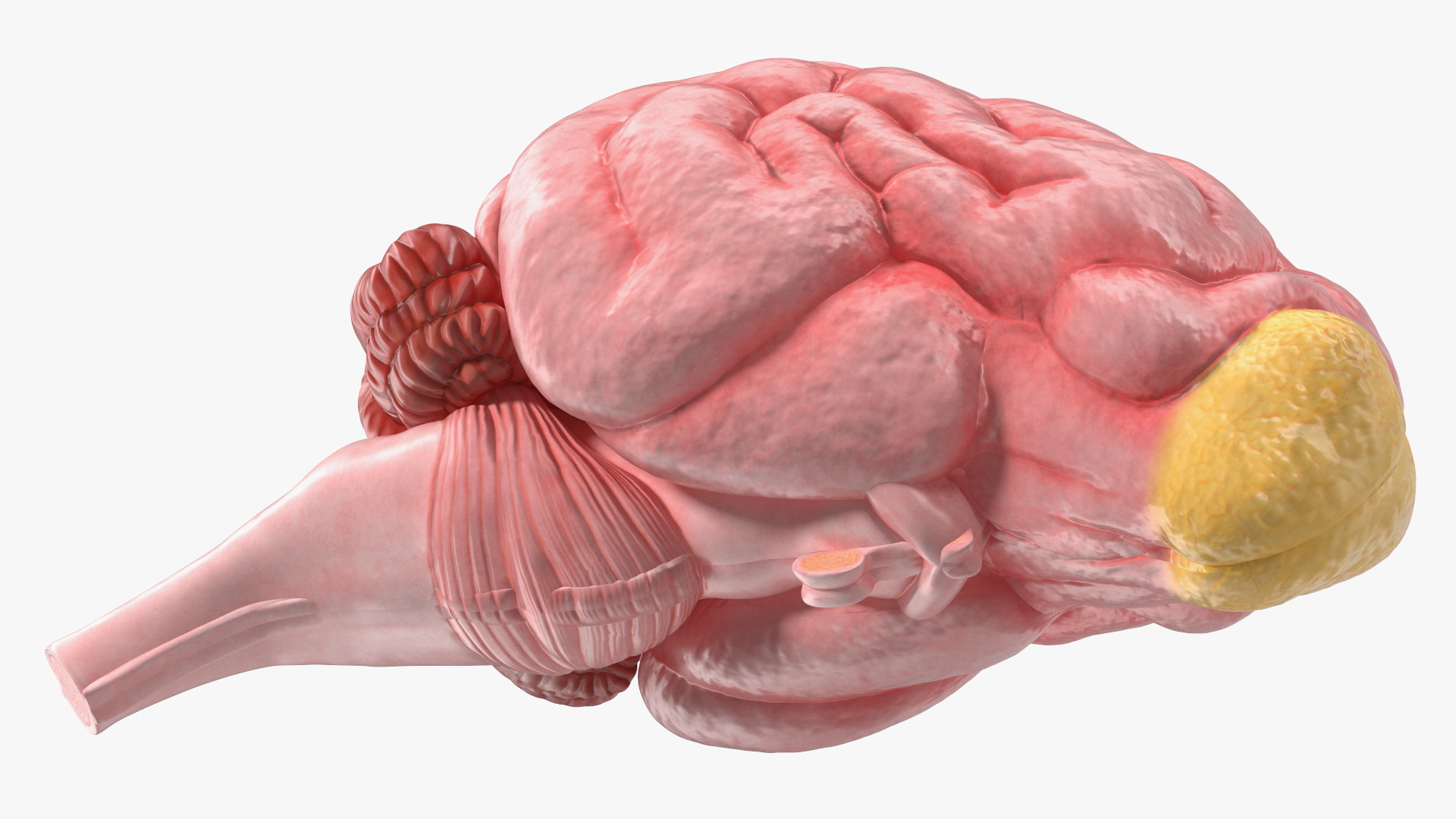 Dog Brain Structure Display Model on Base, view 7