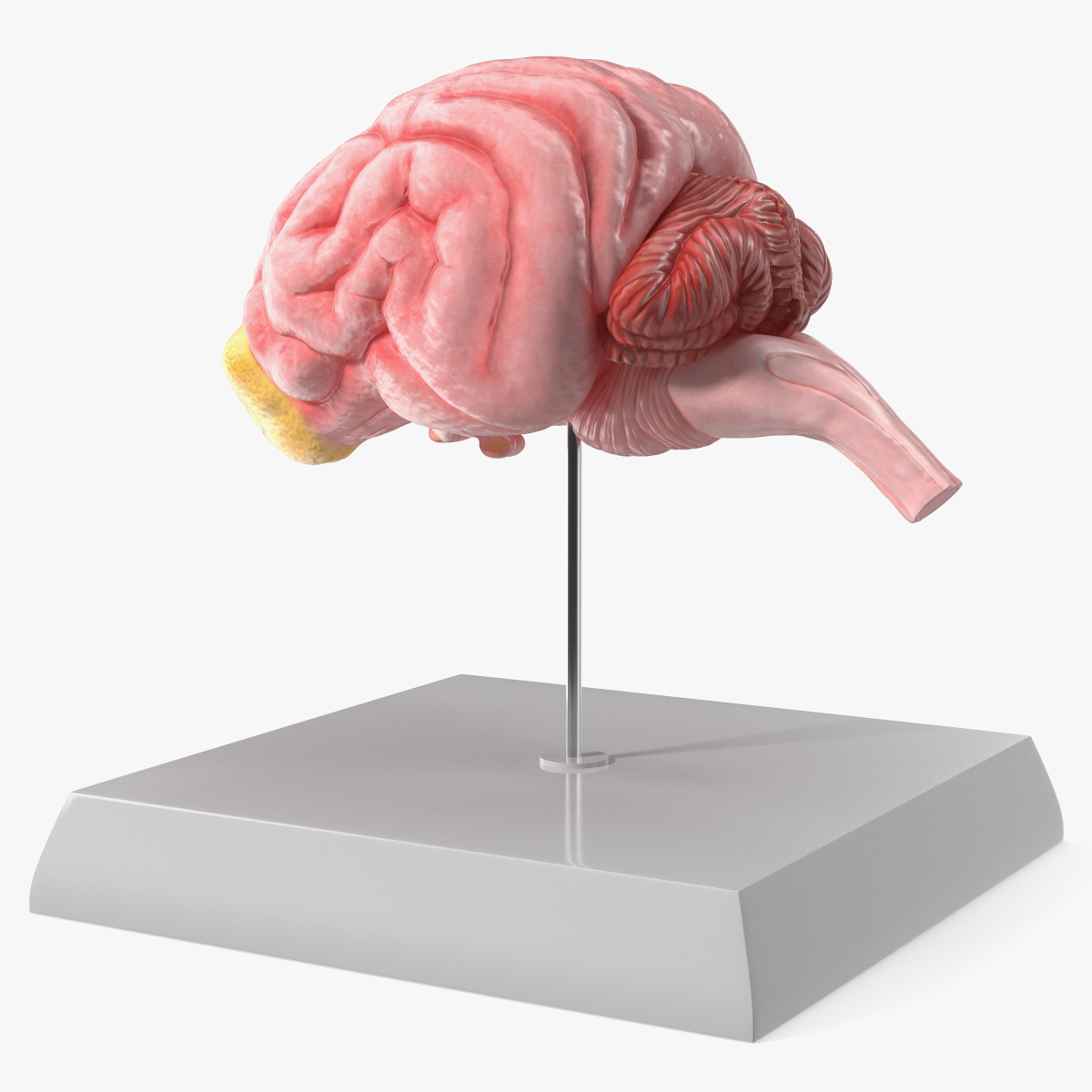 Dog Brain Structure Display Model on Base 3D model preview