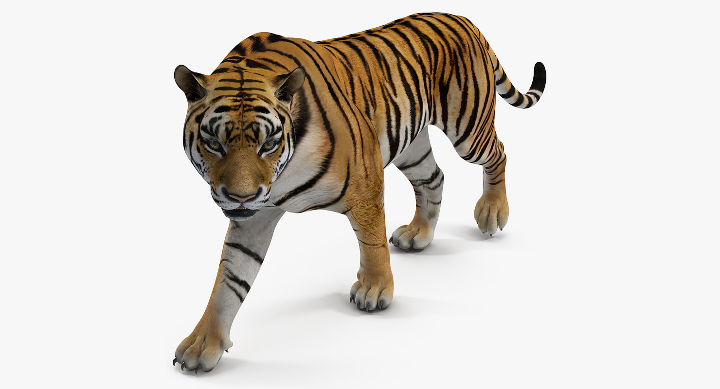 Tiger Walkig Pose 3D