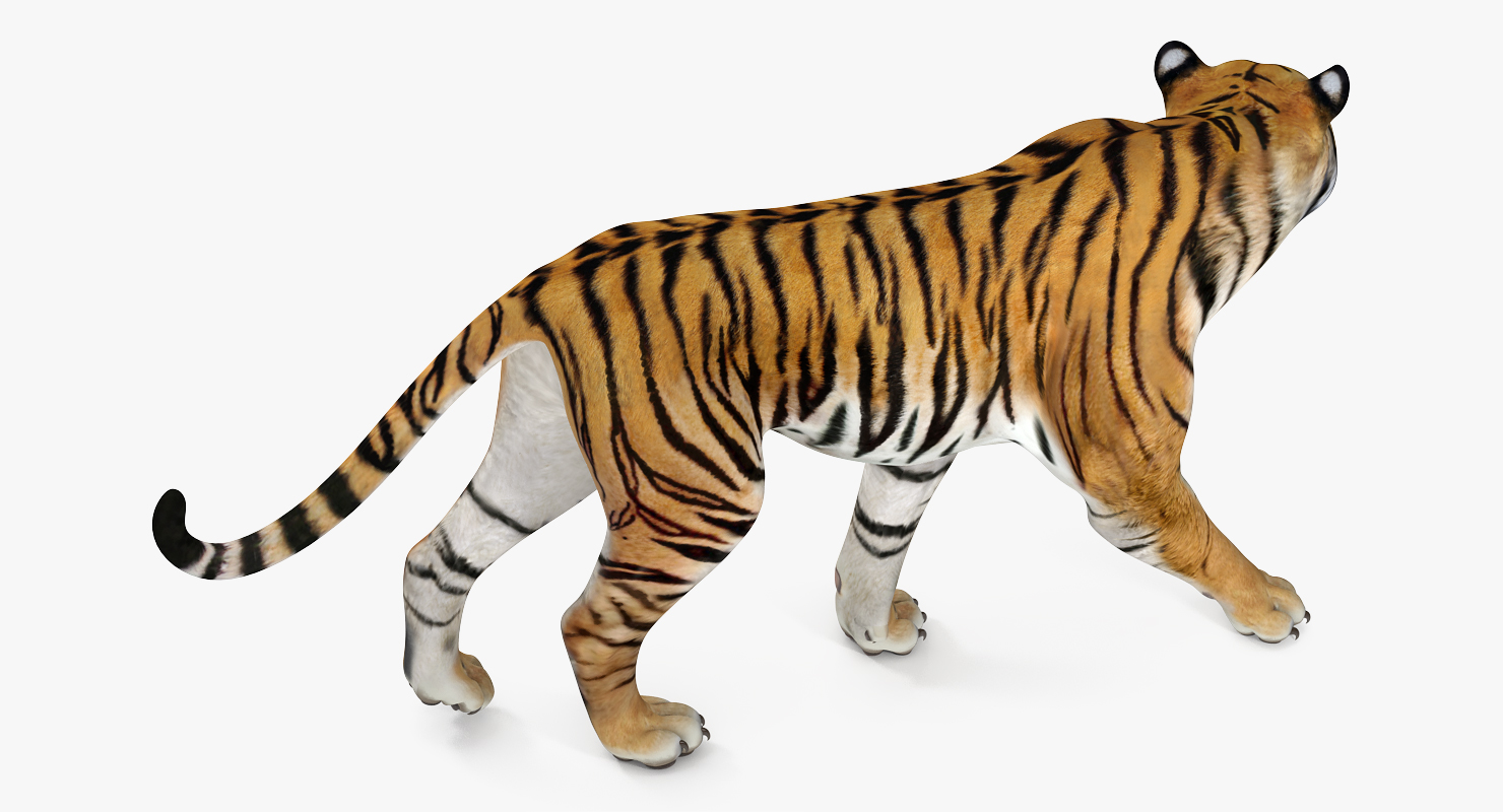 Tiger Walkig Pose 3D
