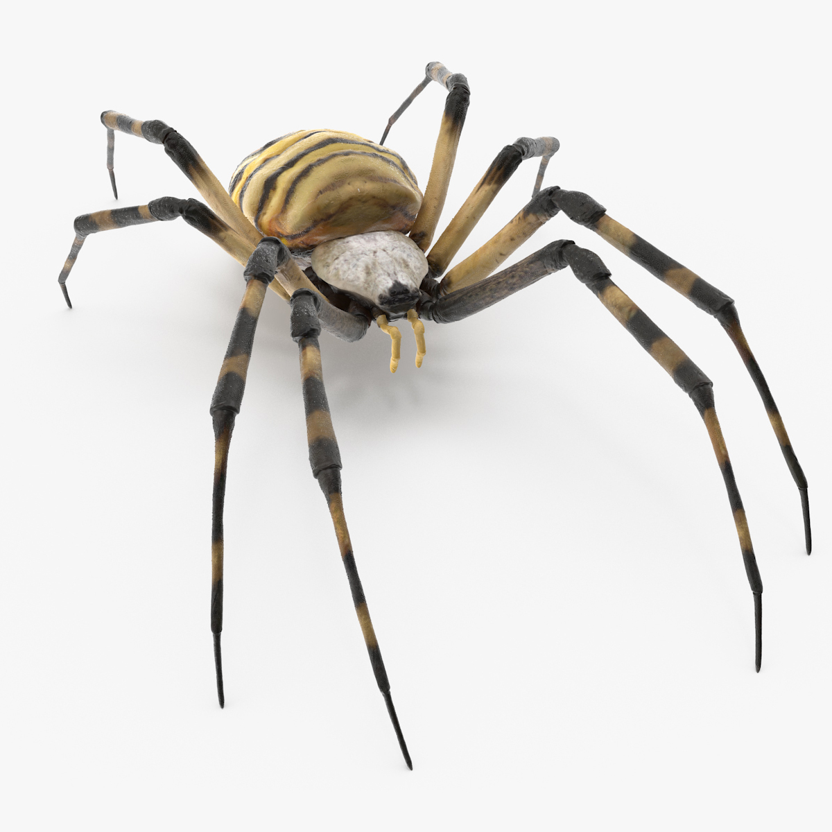 Argiope Trifasciata Spider Rigged for Cinema 4D 3D
