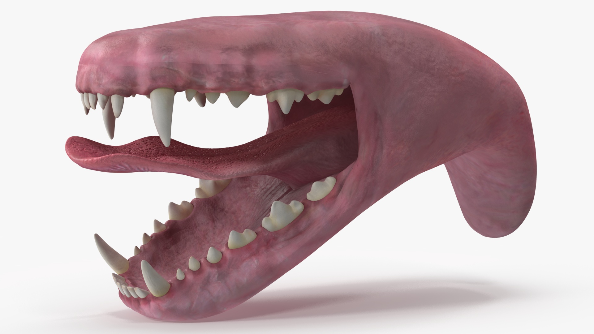 3D Dog Jaw Anatomic Rigged model