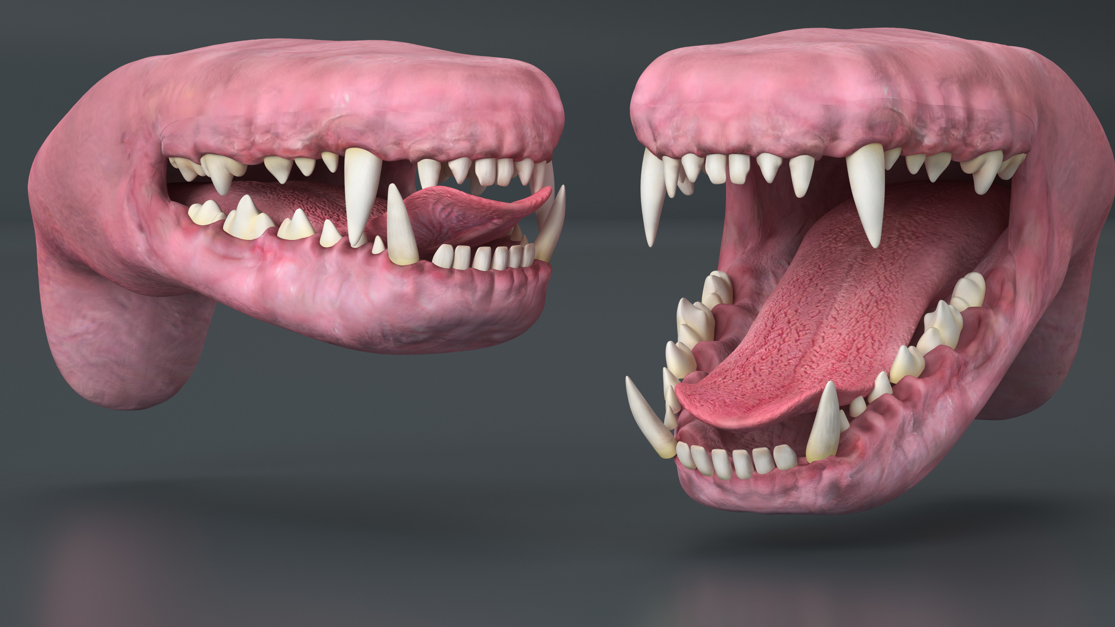 3D Dog Jaw Anatomic Rigged model