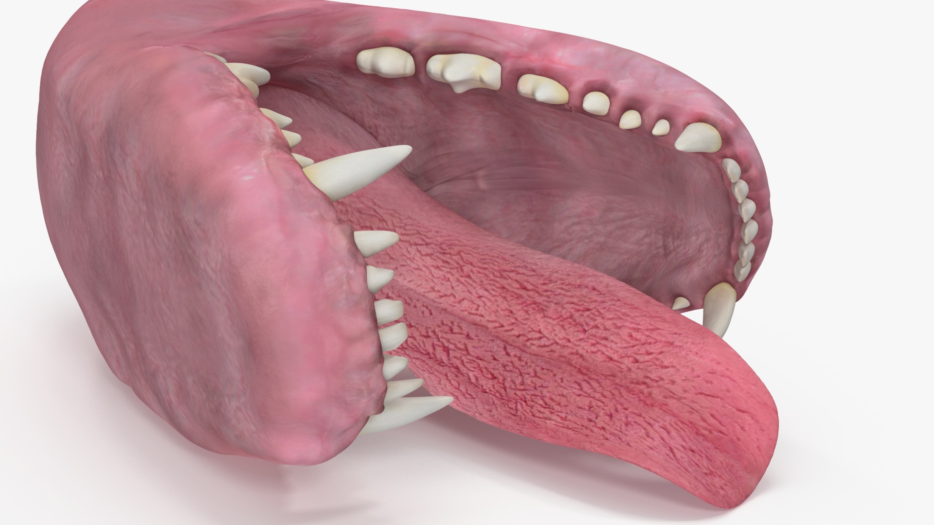 3D Dog Jaw Anatomic Rigged model