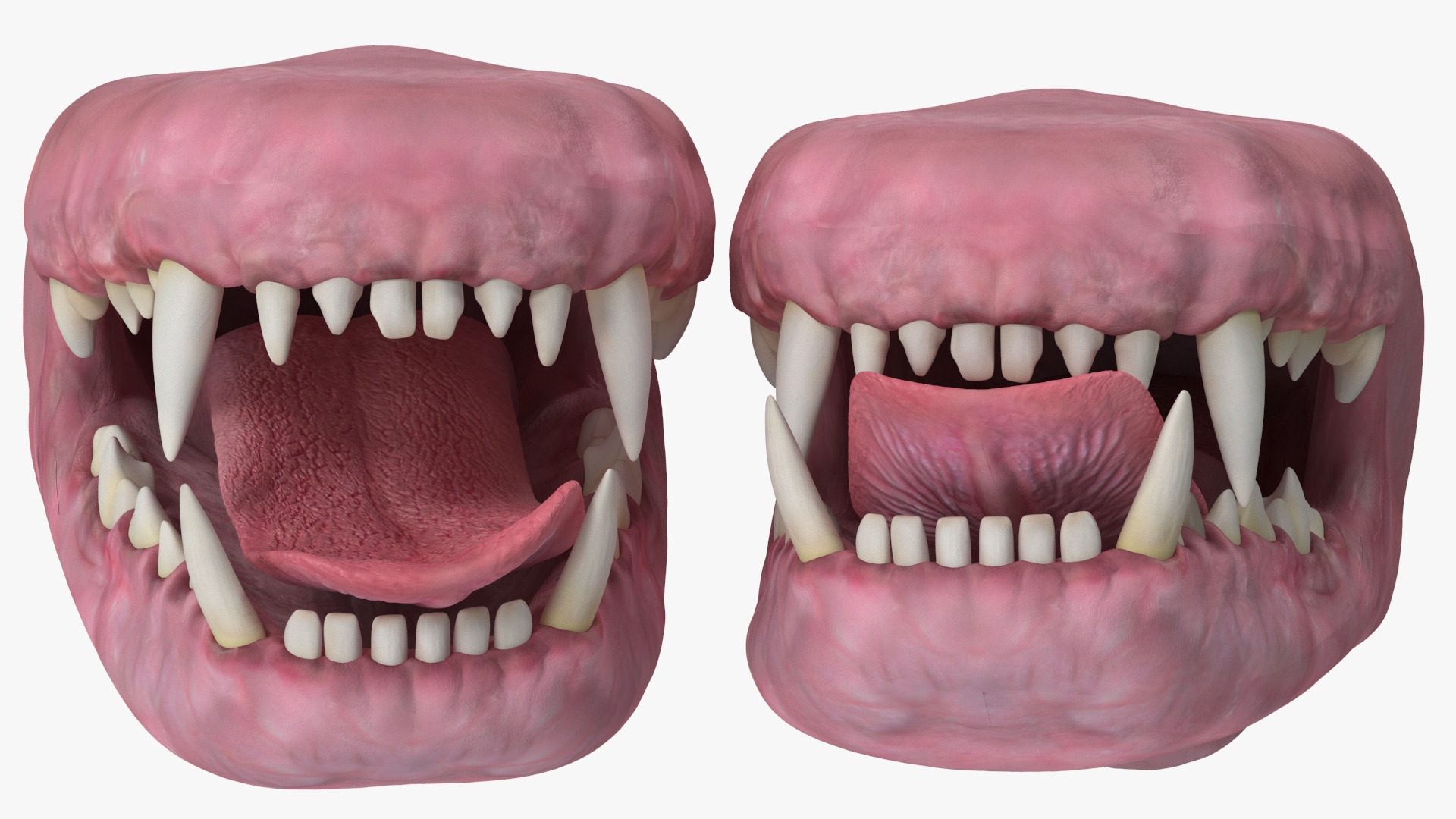 3D Dog Jaw Anatomic Rigged model
