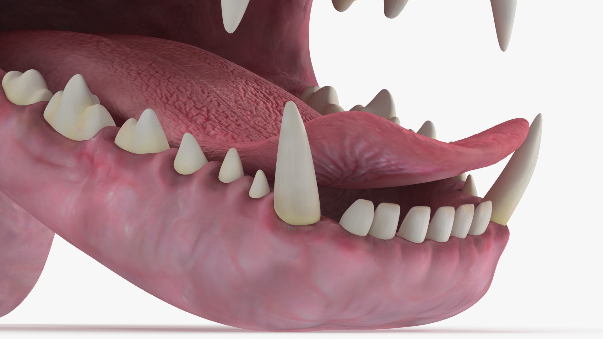 3D Dog Jaw Anatomic Rigged model