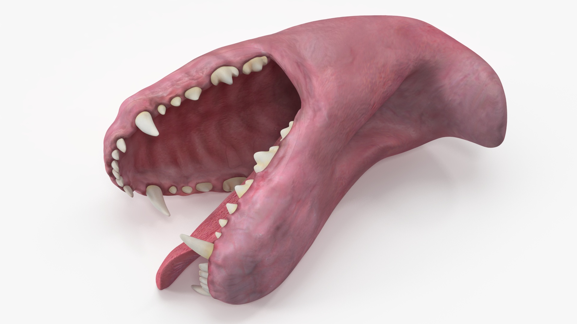 3D Dog Jaw Anatomic Rigged model