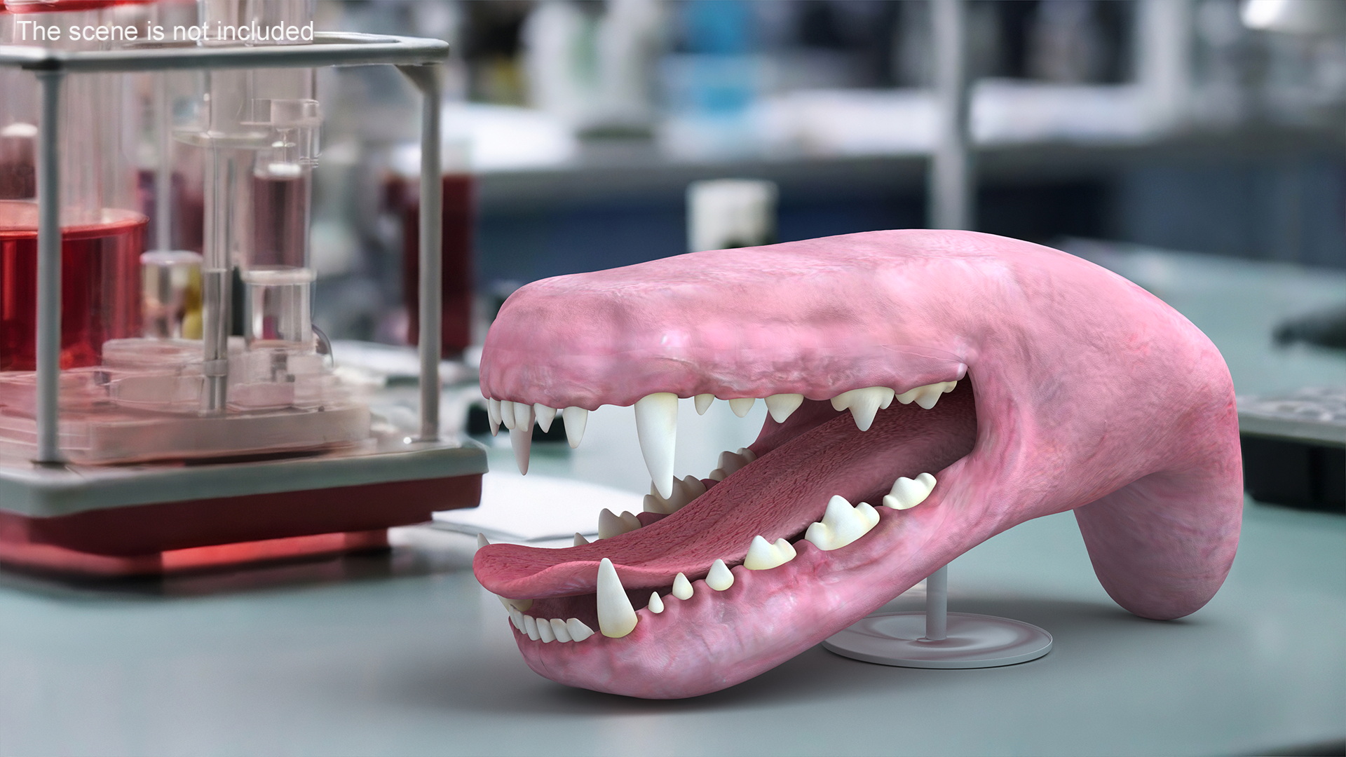 3D Dog Jaw Anatomic Rigged model