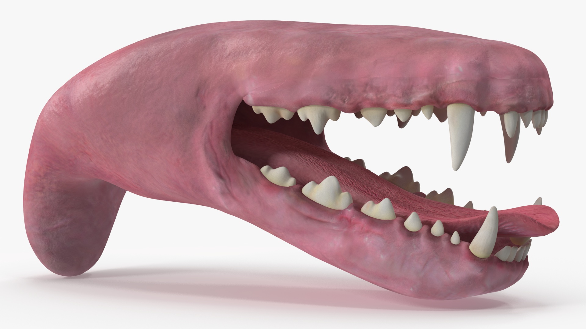 3D Dog Jaw Anatomic Rigged model
