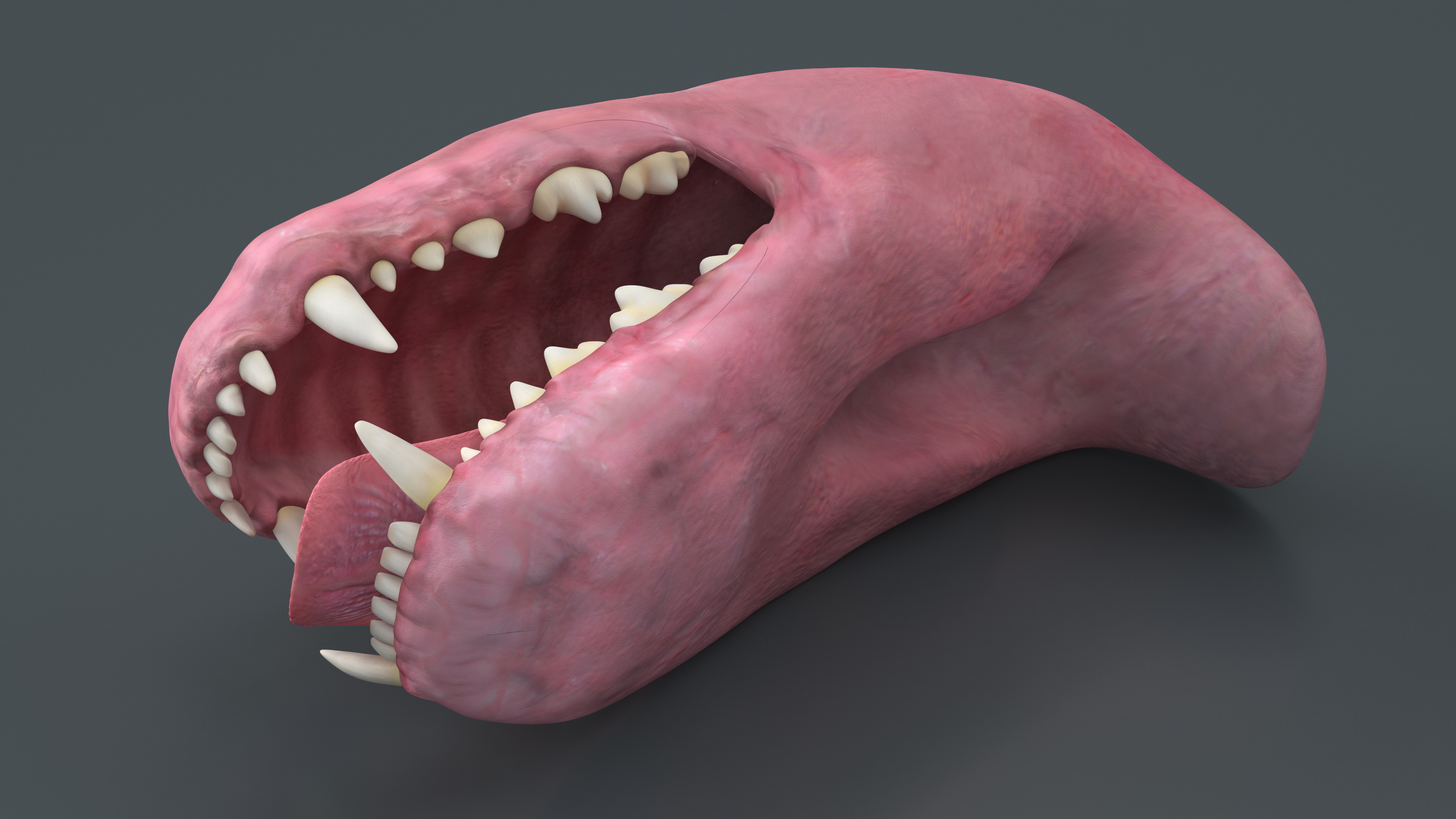 3D Dog Jaw Anatomic Rigged model