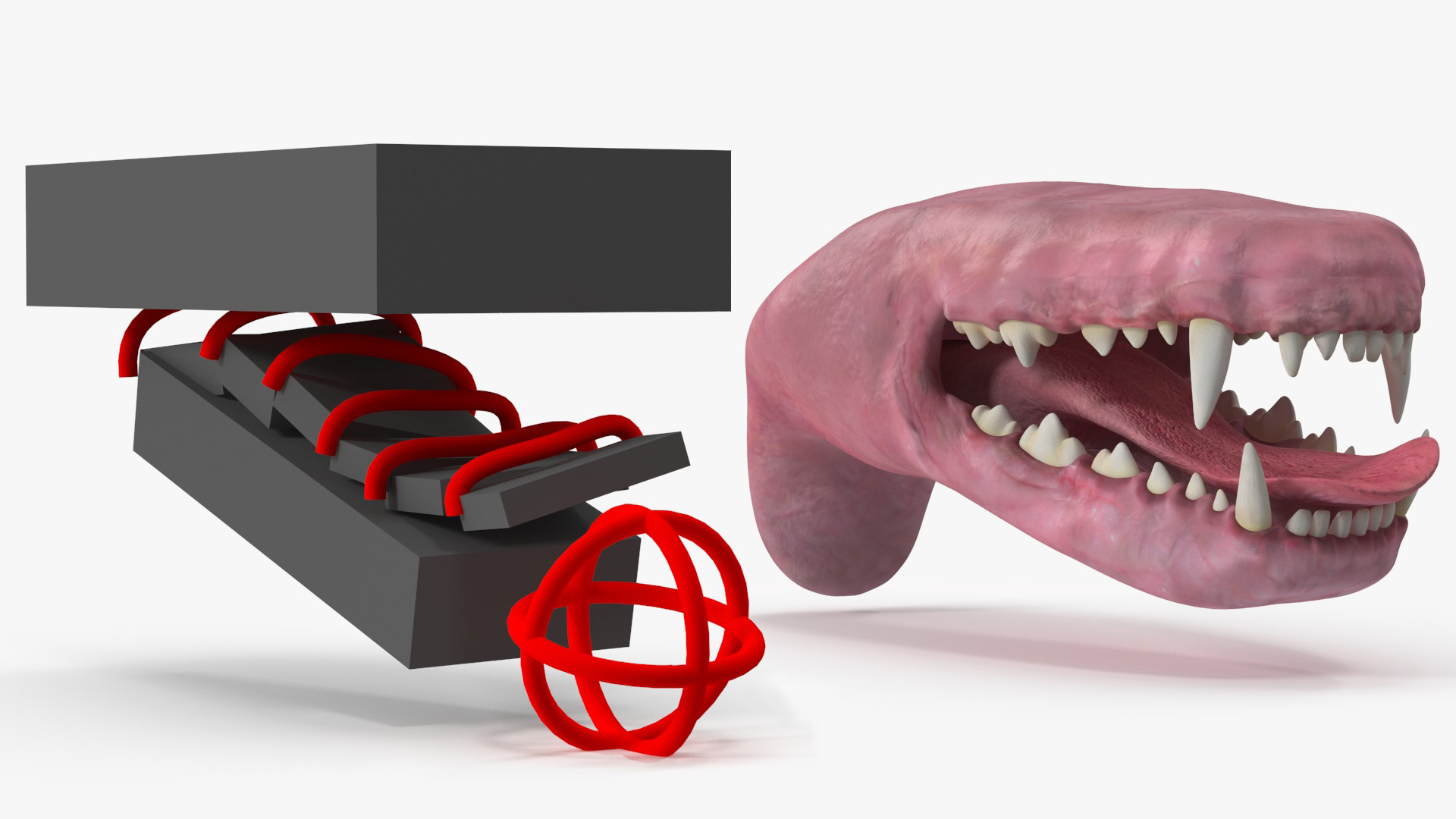 3D Dog Jaw Anatomic Rigged model