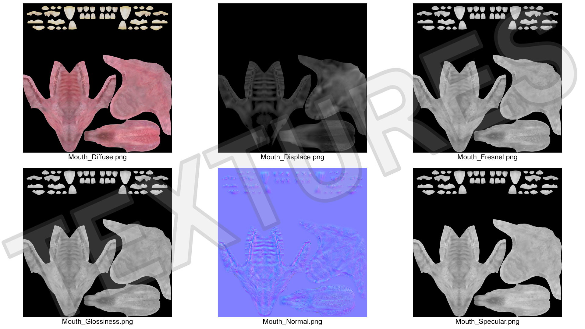 3D Dog Jaw Anatomic Rigged model