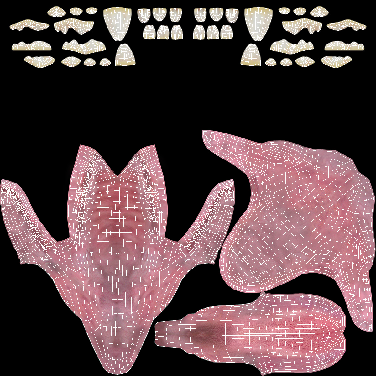 3D Dog Jaw Anatomic Rigged model