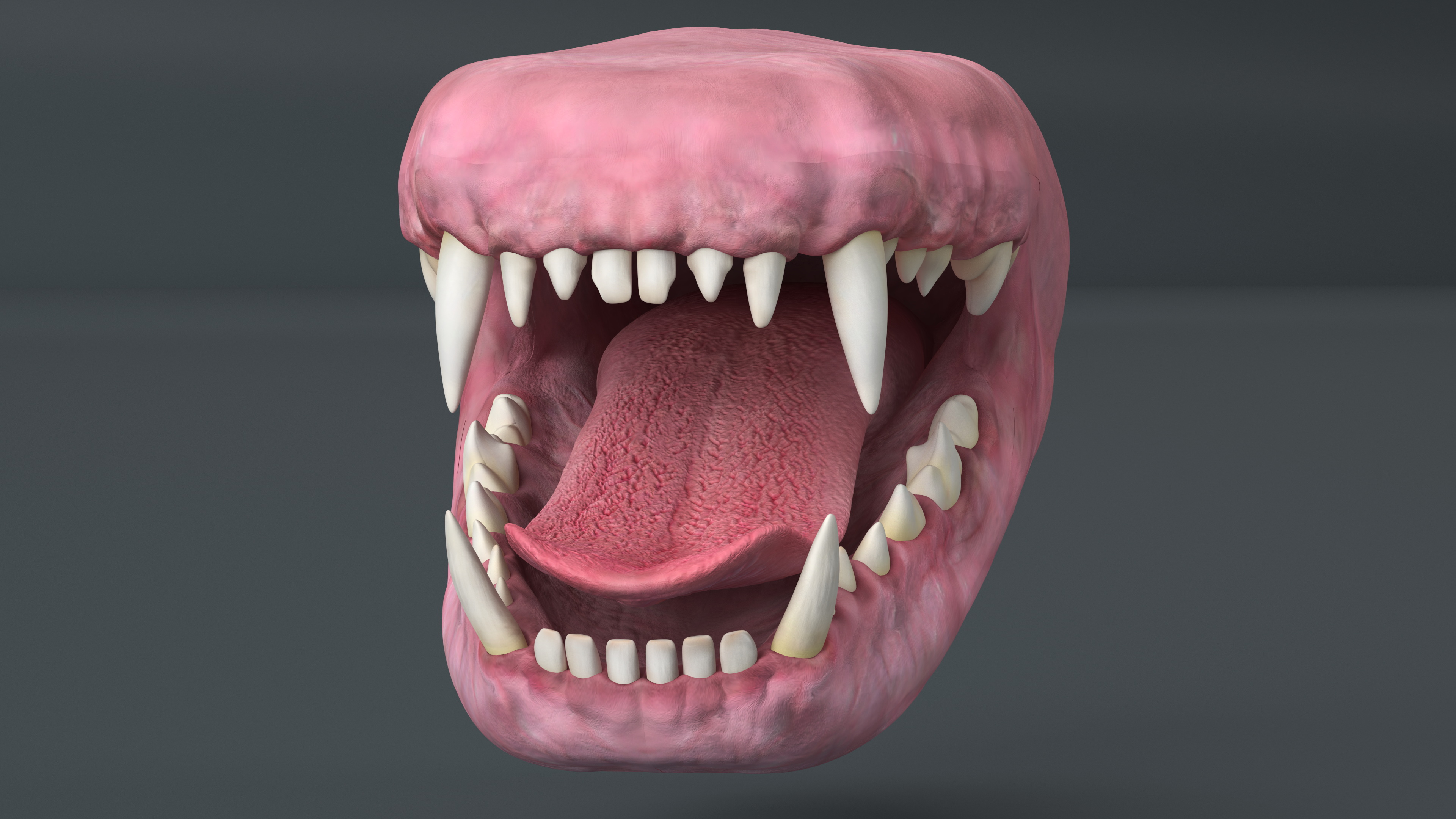 3D Dog Jaw Anatomic Rigged model