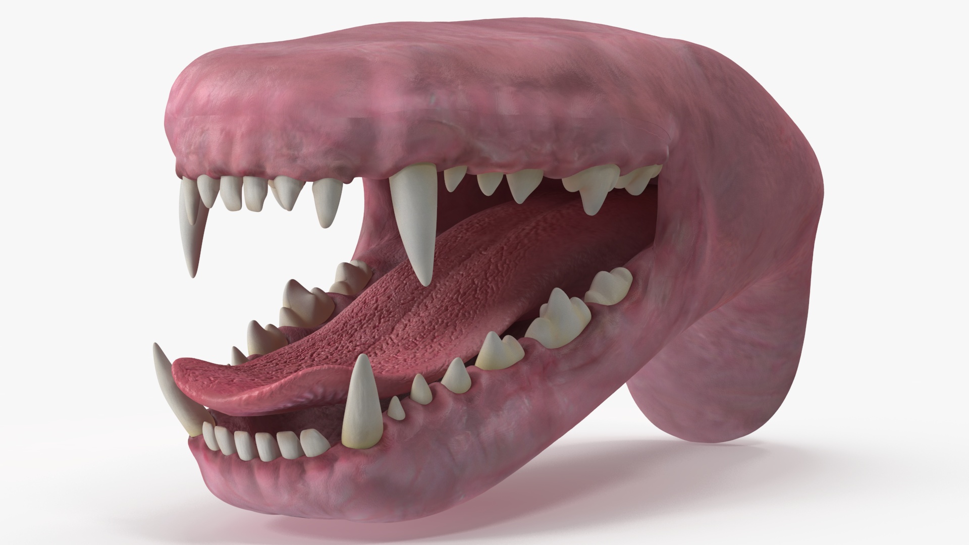 3D Dog Jaw Anatomic Rigged model