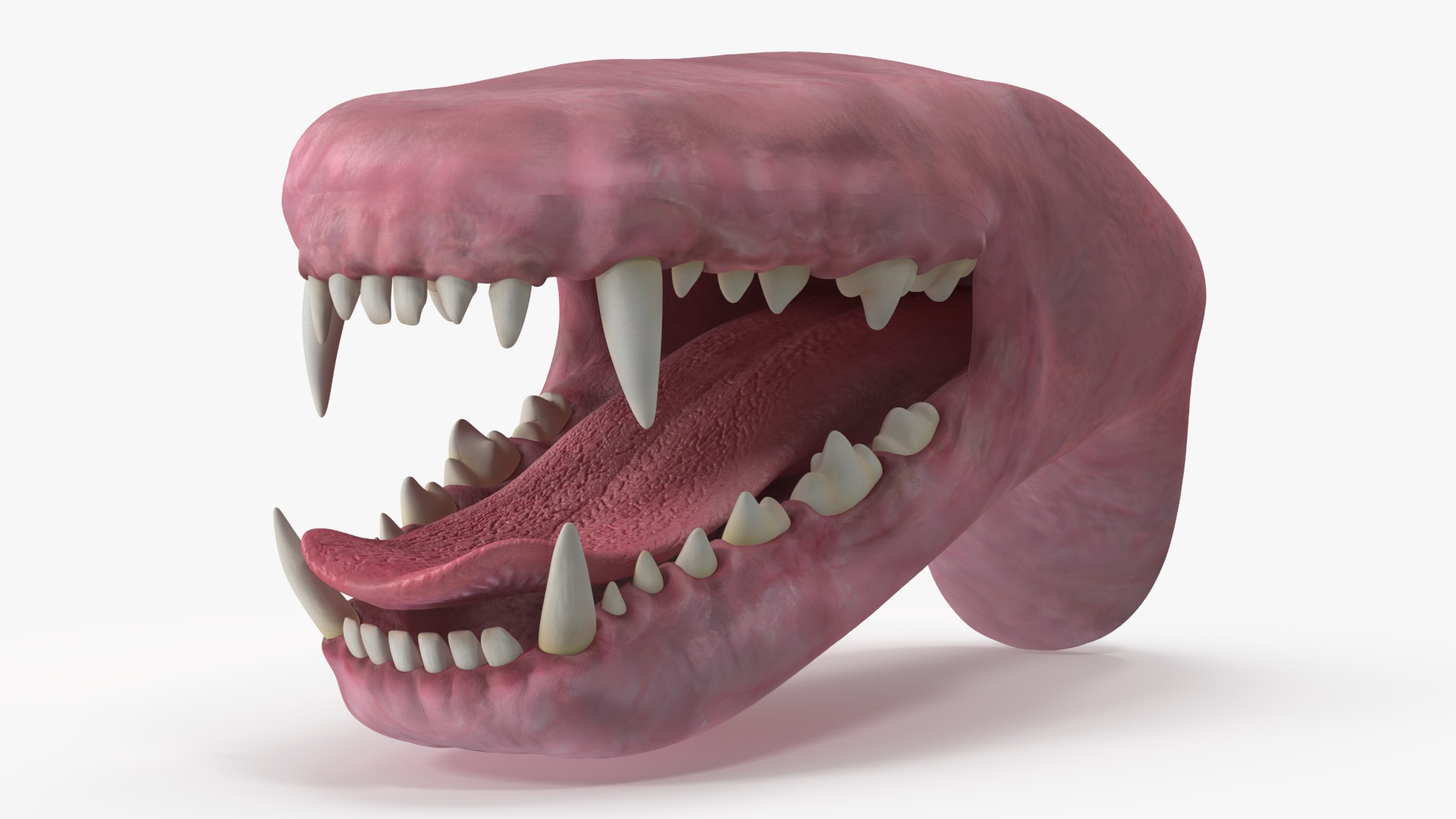 3D Dog Jaw Anatomic Rigged model
