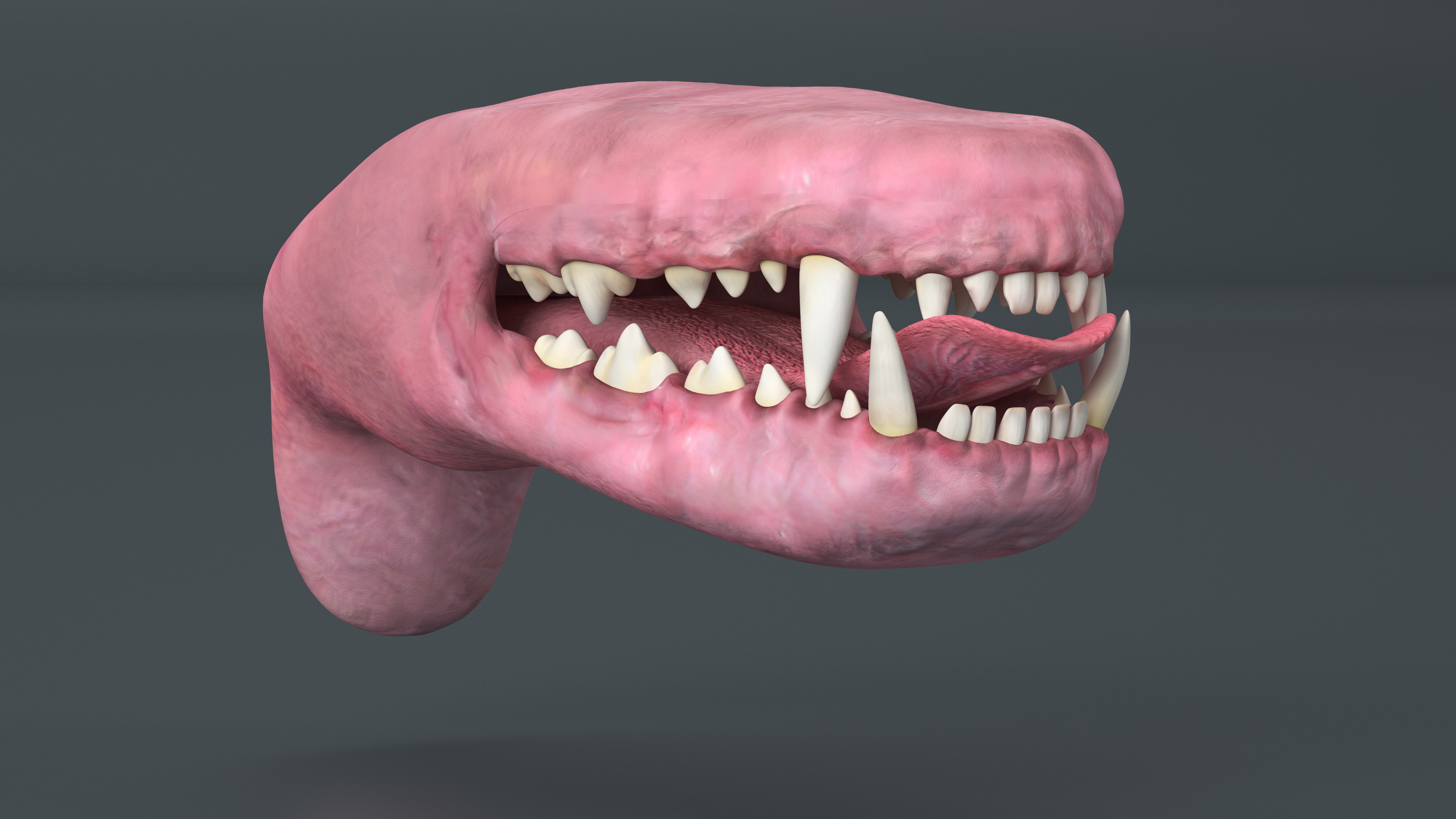 3D Dog Jaw Anatomic Rigged model