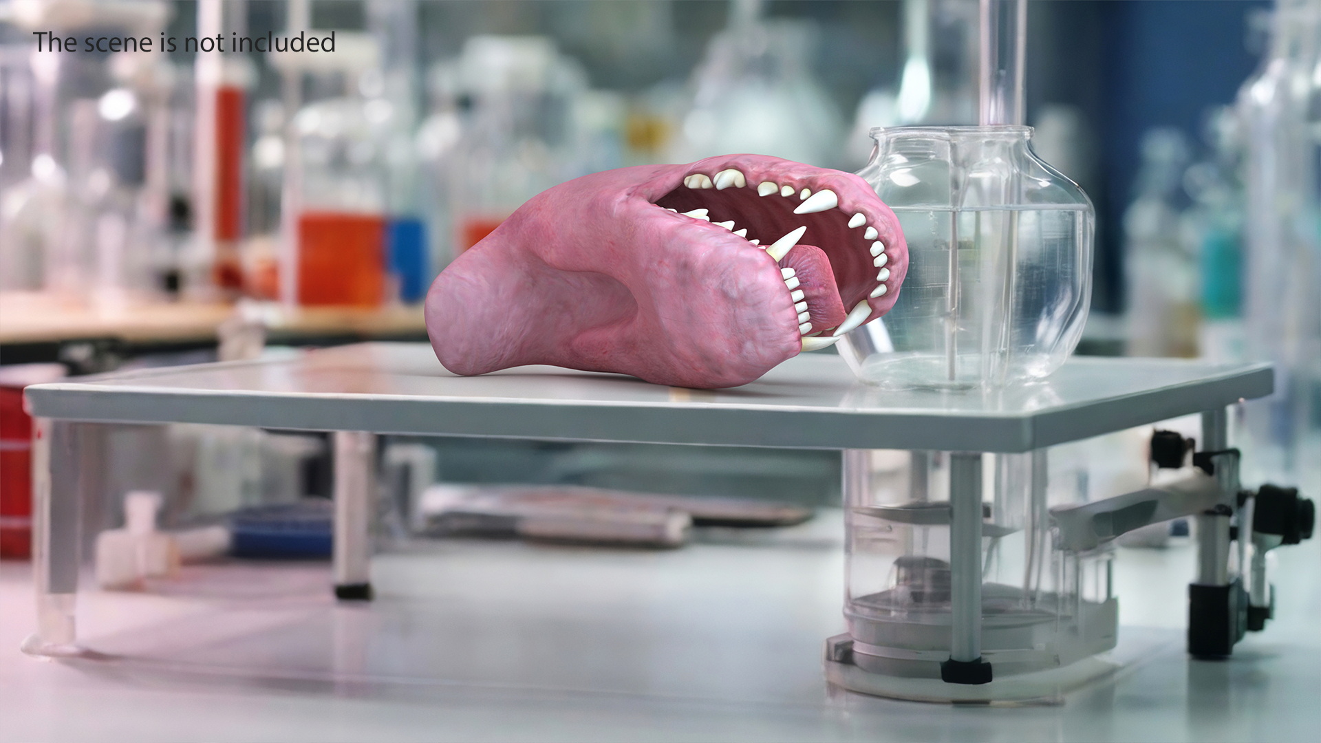 3D Dog Jaw Anatomic Rigged model
