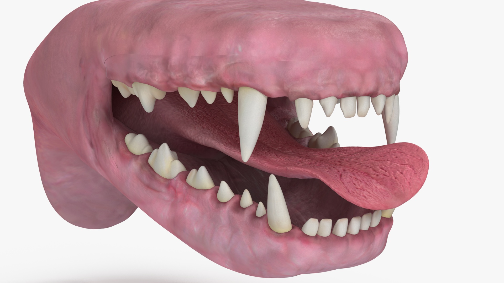 3D Dog Jaw Anatomic Rigged model