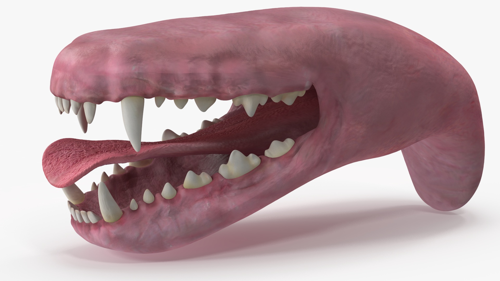 3D Dog Jaw Anatomic Rigged model