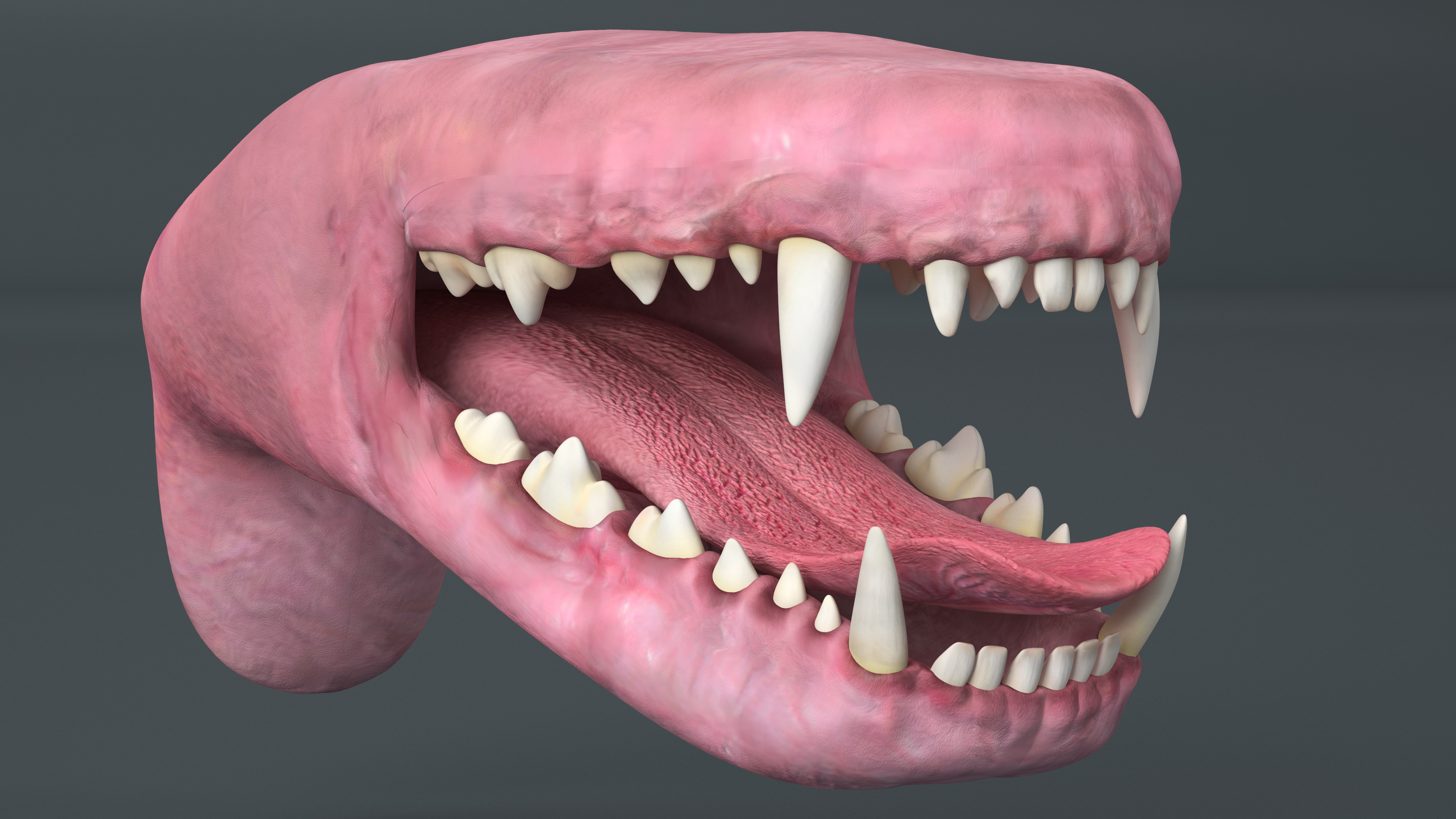 3D Dog Jaw Anatomic Rigged model