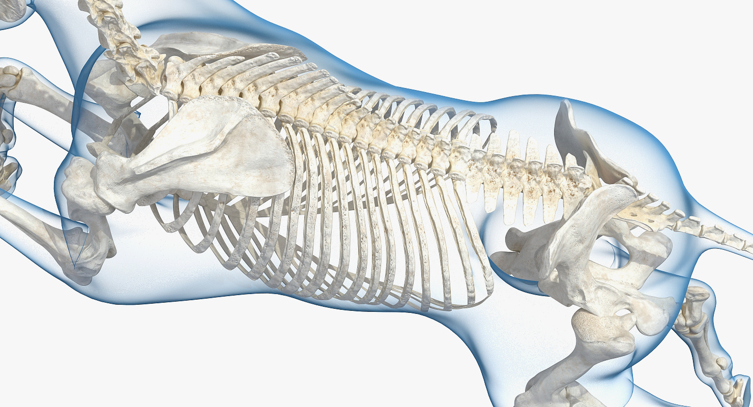 3D Jumping Horse Envelope with Skeleton
