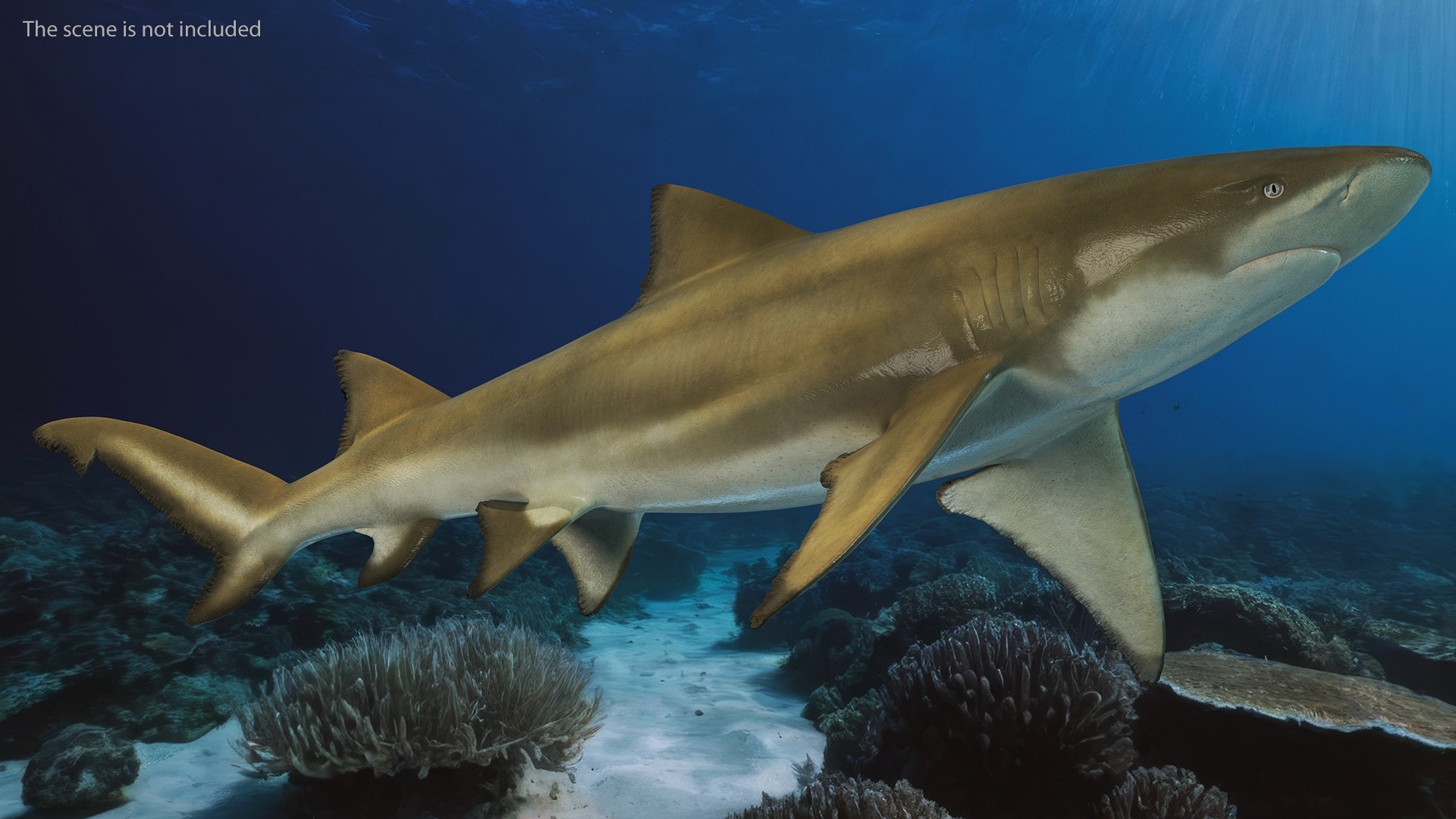 3D Sharptooth Lemon Shark Rigged for Cinema 4D model