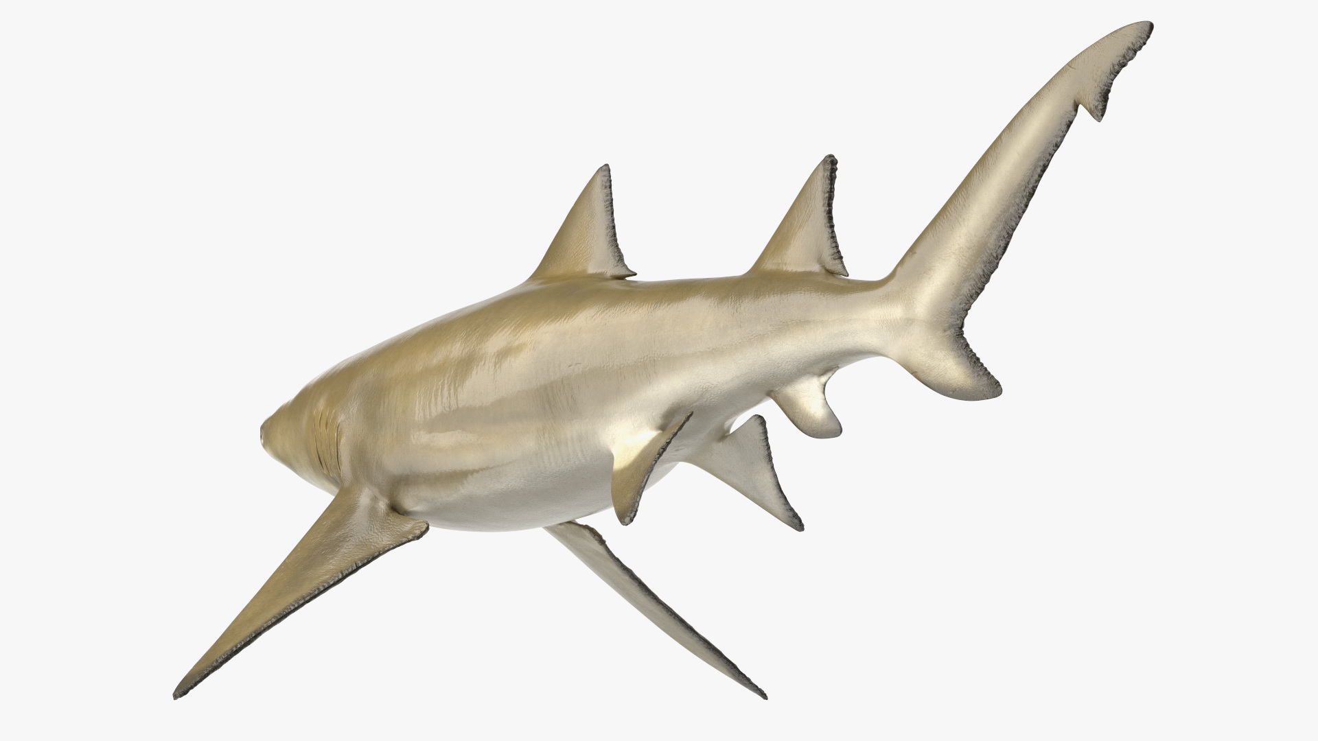 3D Sharptooth Lemon Shark Rigged for Cinema 4D model