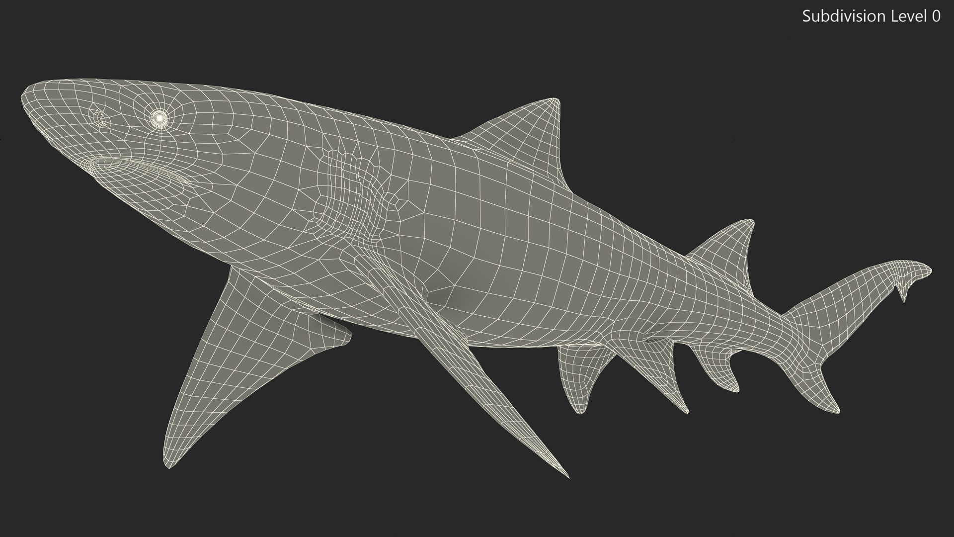 3D Sharptooth Lemon Shark Rigged for Cinema 4D model