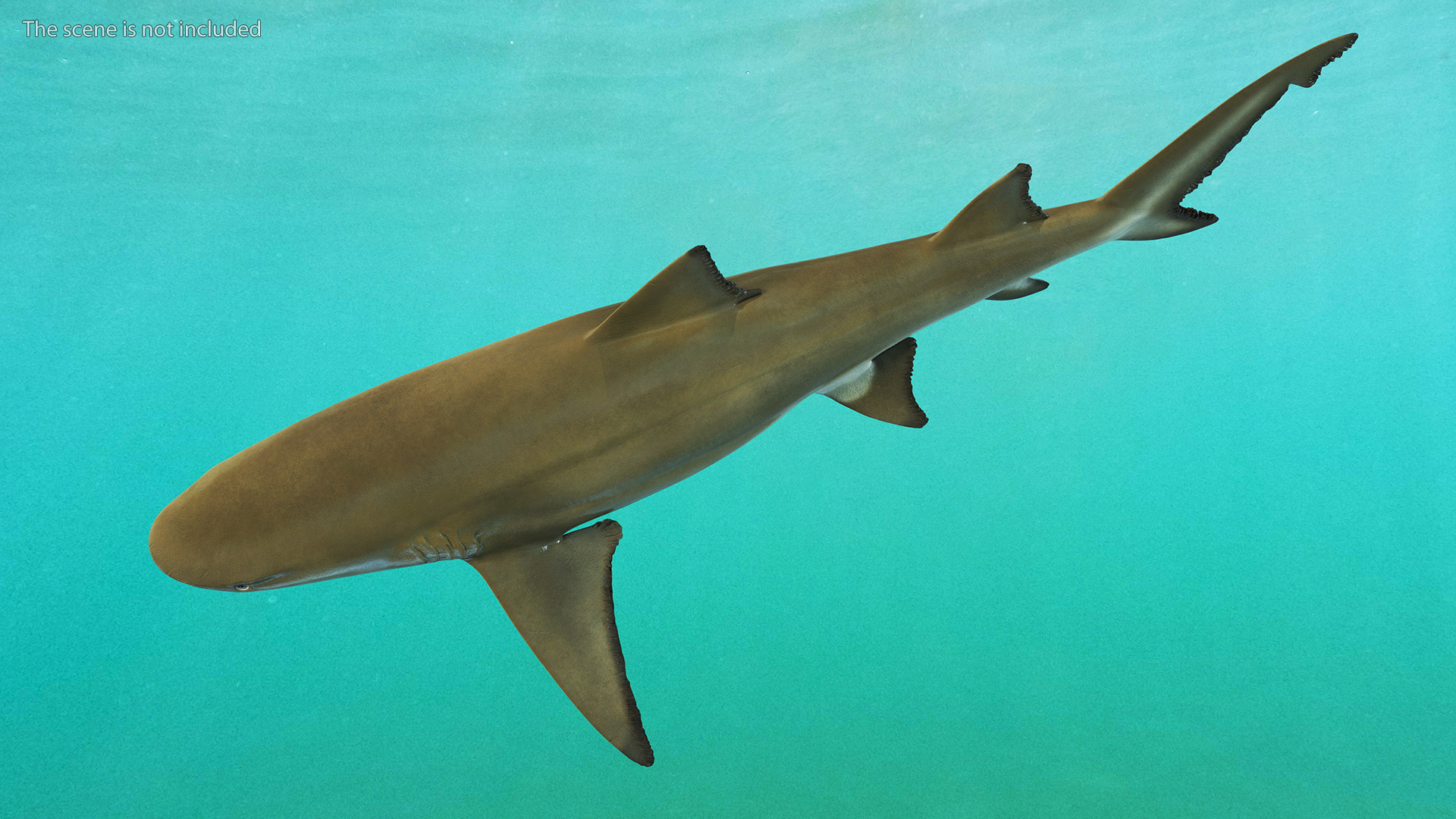3D Sharptooth Lemon Shark Rigged for Cinema 4D model