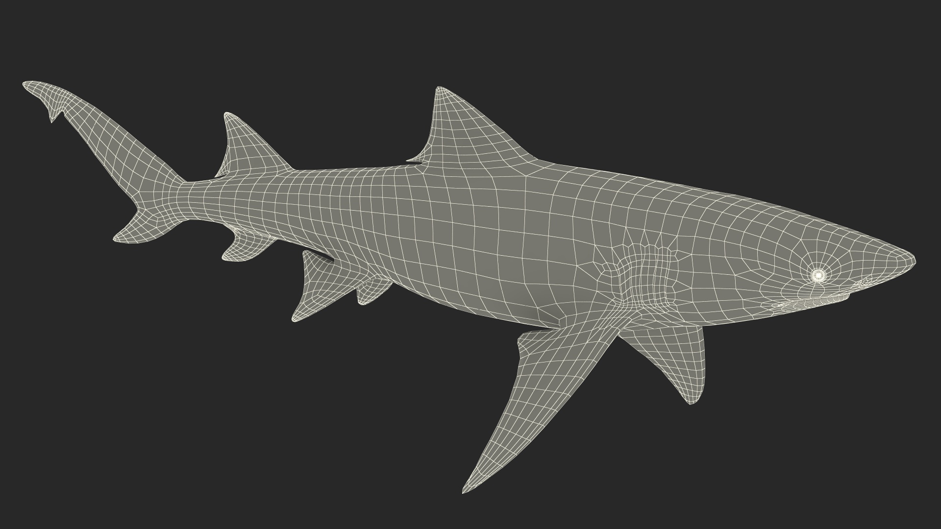 3D Sharptooth Lemon Shark Rigged for Cinema 4D model