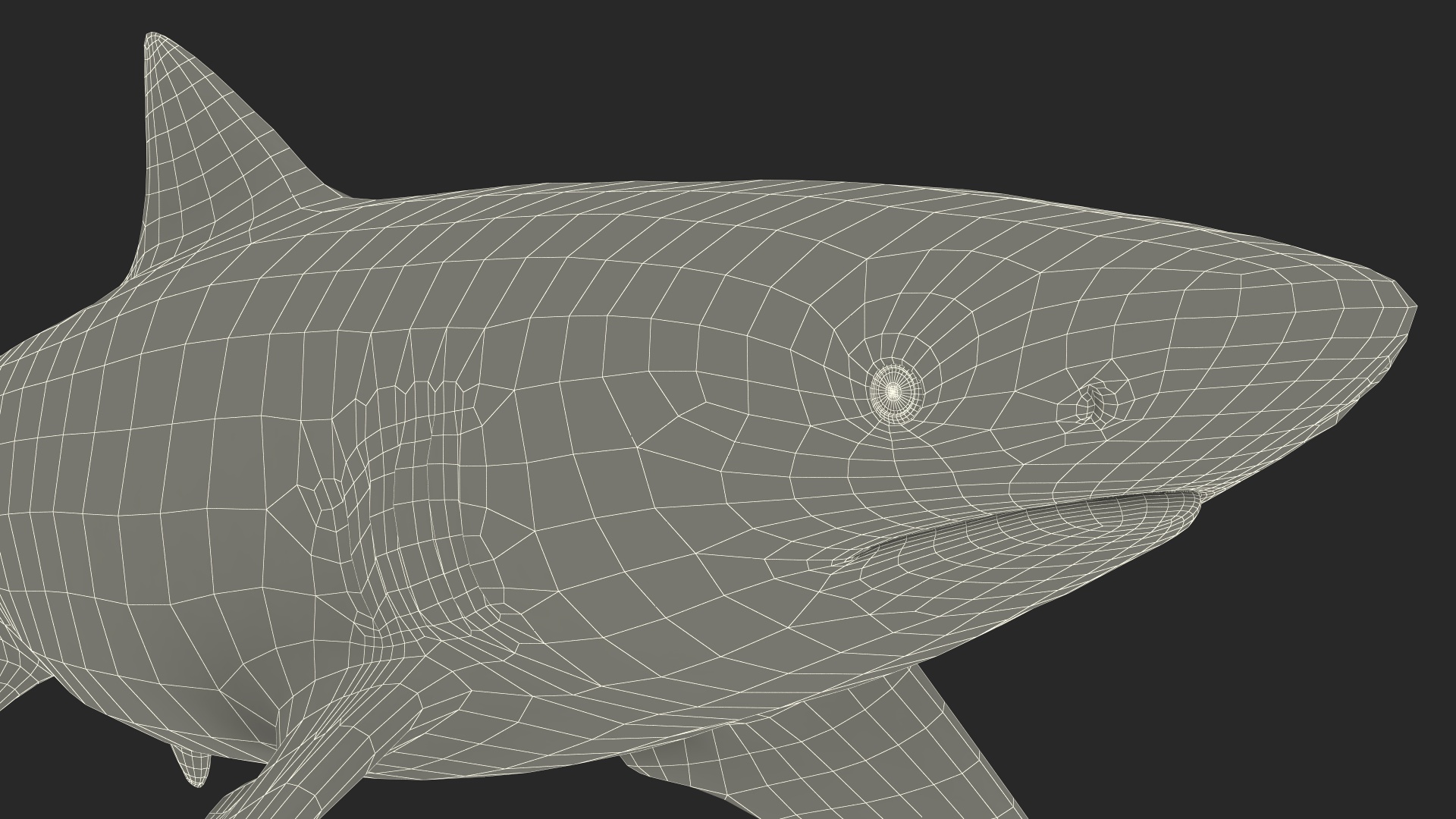 3D Sharptooth Lemon Shark Rigged for Cinema 4D model