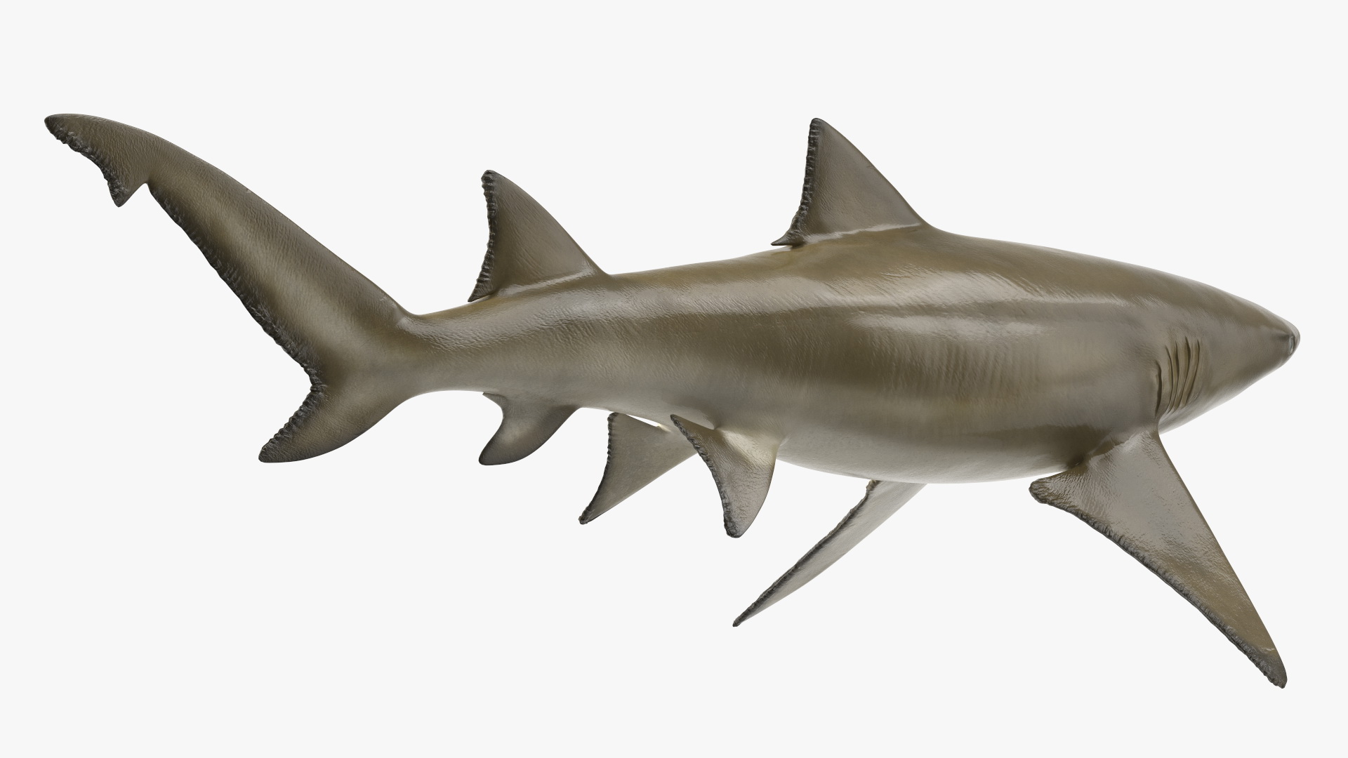 3D Sharptooth Lemon Shark Rigged for Cinema 4D model